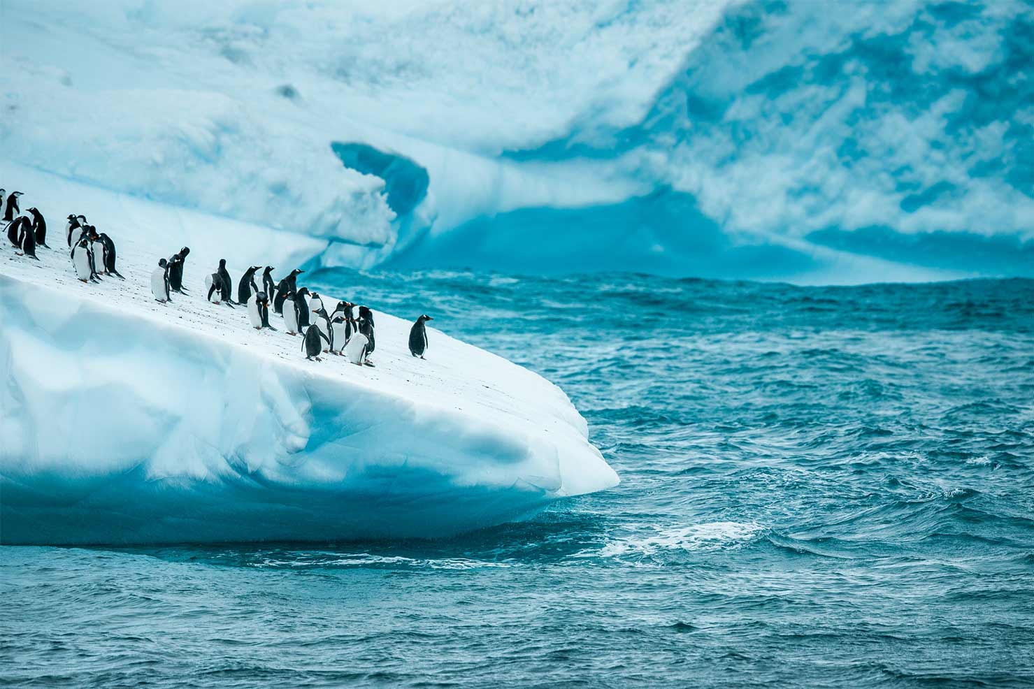 Penguins on iceberg