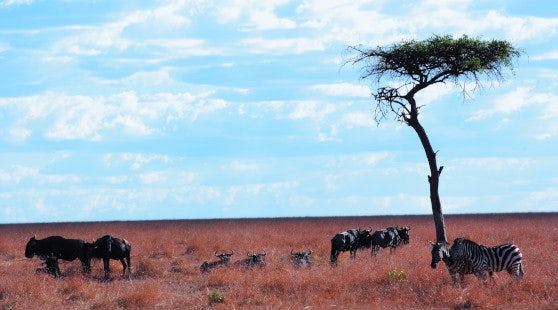 Kenya Savannah Plains