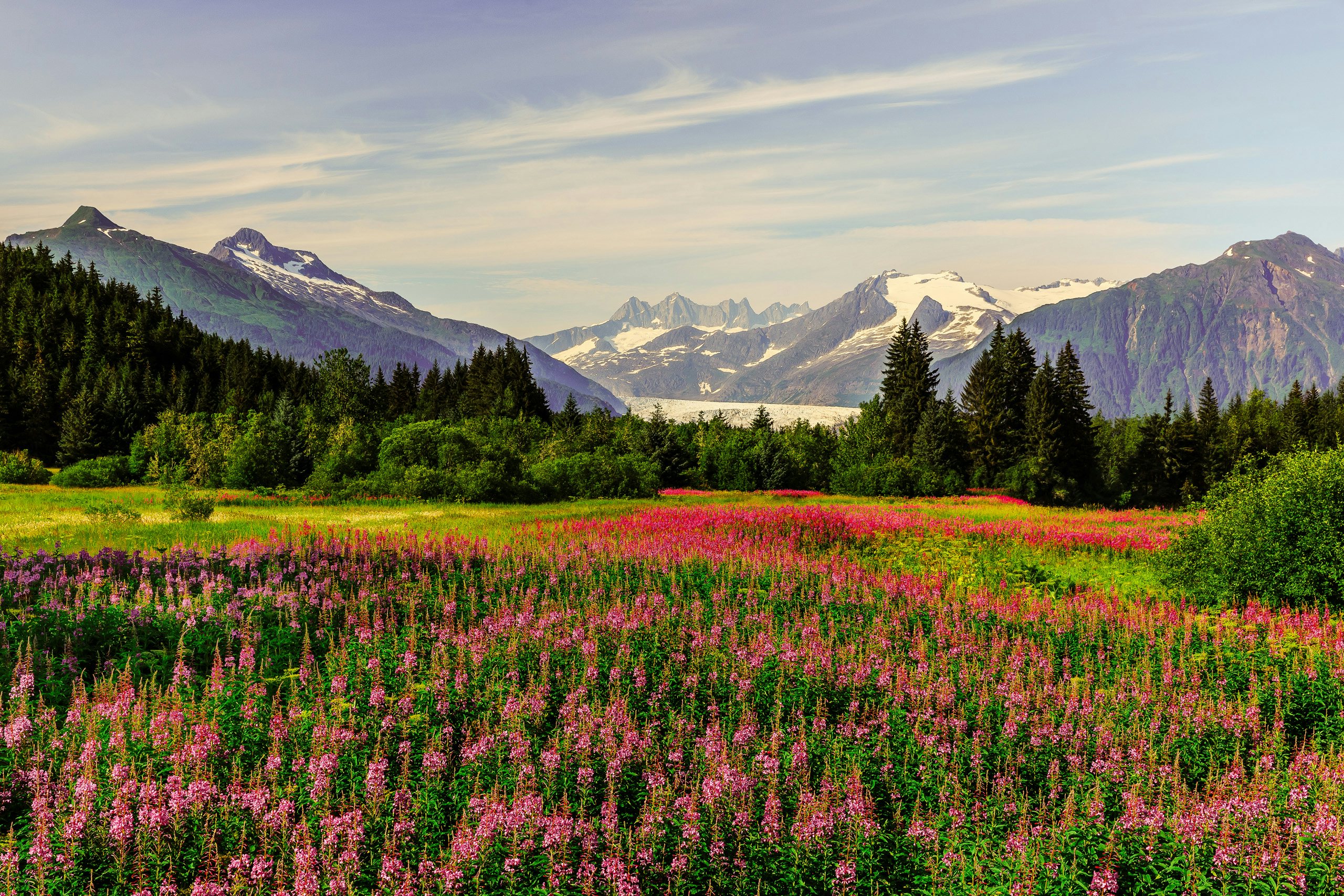 Alaska Crewed Yacht Charter - Colorful meadow in Juneau, Alaska with flowers backed by mountains