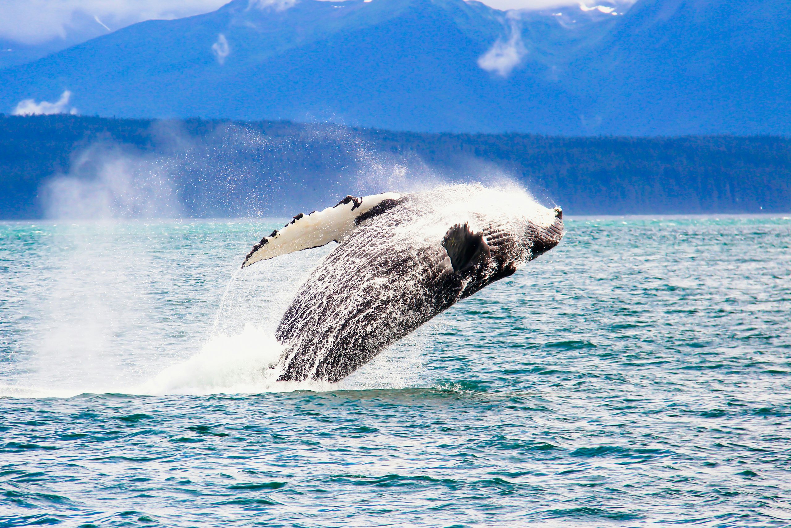 Alaska Charter Yacht - Humpback whale breaching the water in Alaska