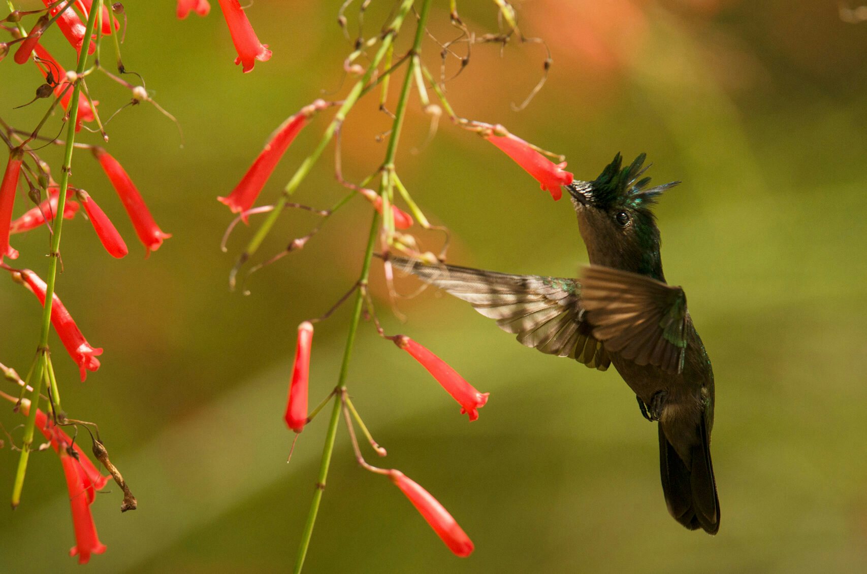 Lesser Antillean Hummingbird on a flower