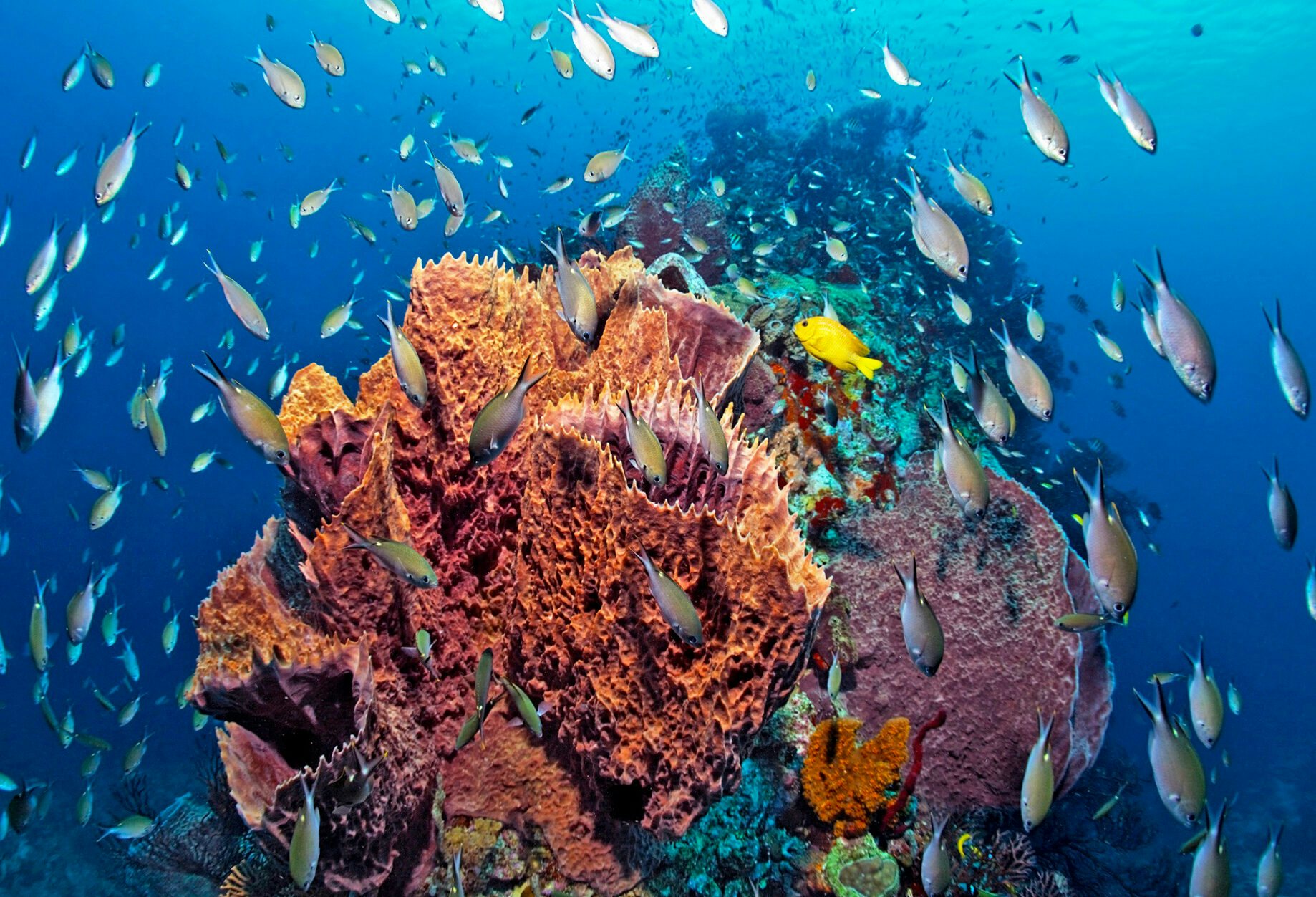 Colorful coral reef with a abundance of fish in St. Lucia