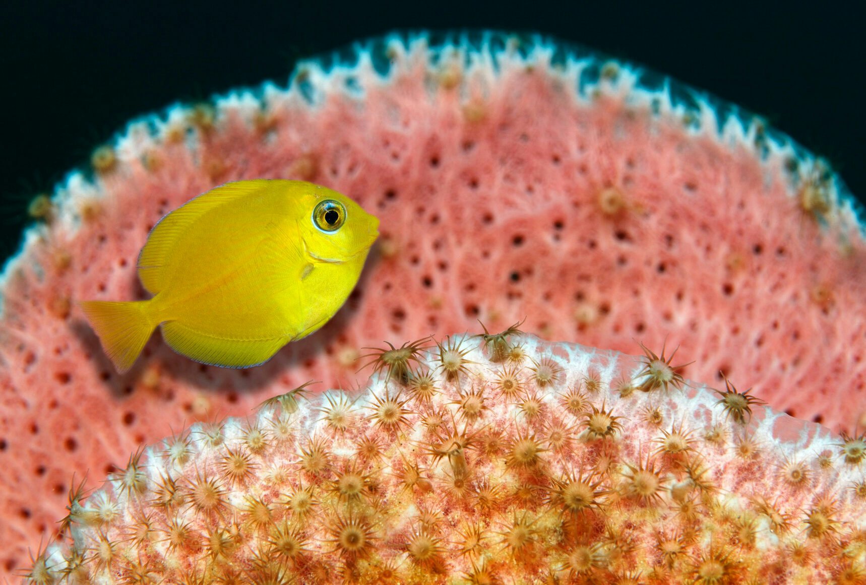 Small yellow fish in a sea anemone