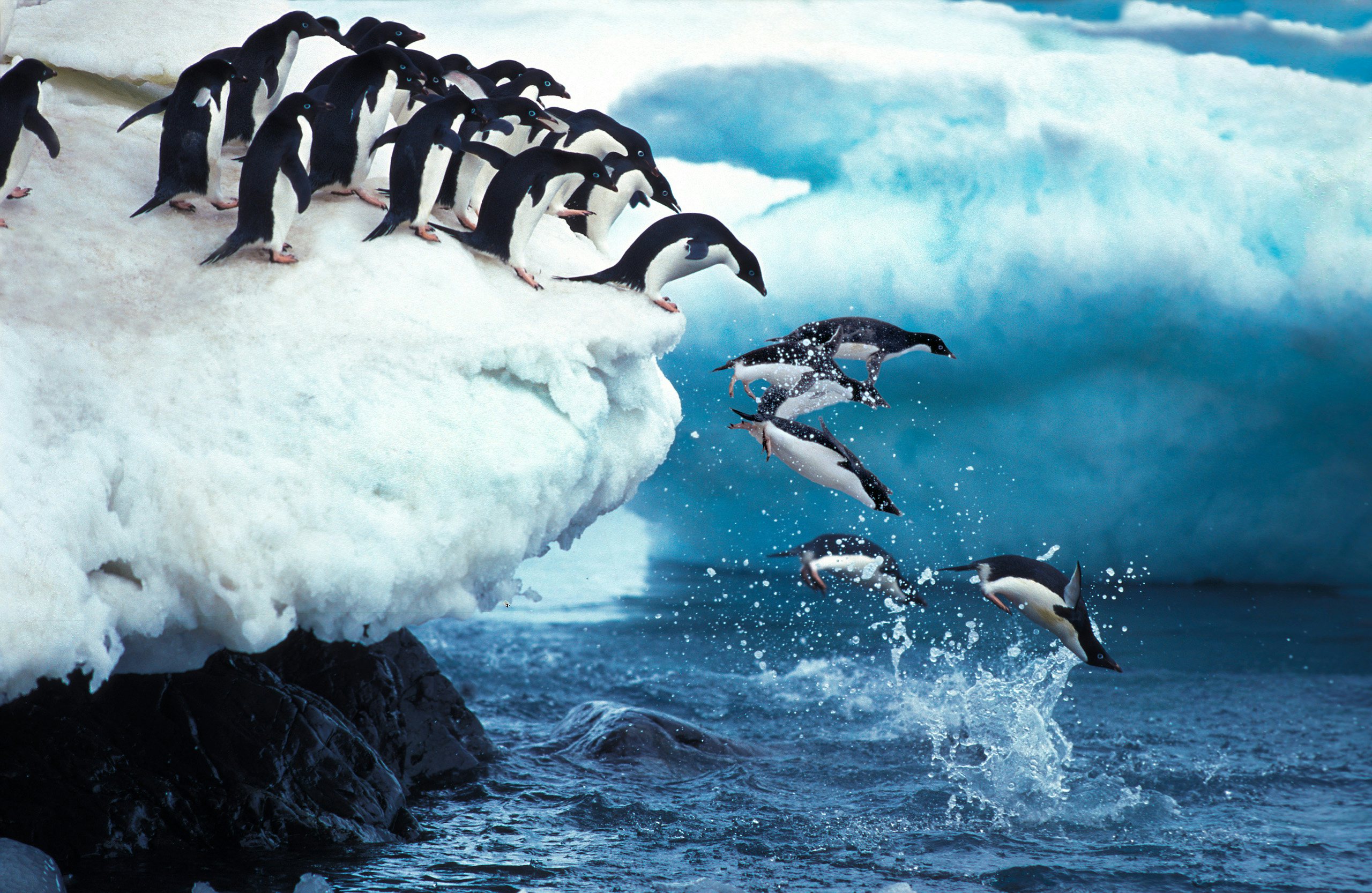 A group of penguins diving into the sea from an icy ledge in Antarctica.