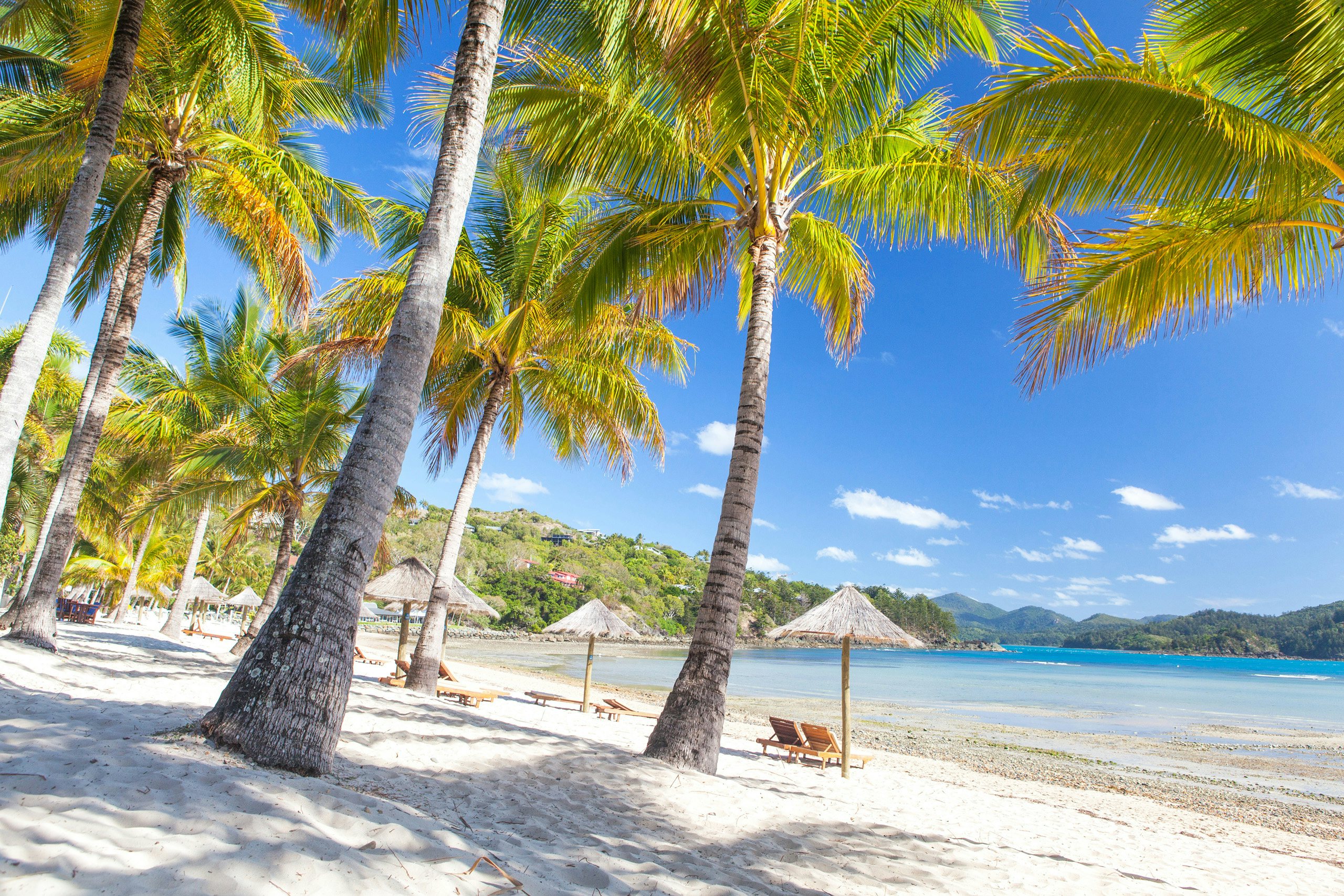 Tropical beach with palm trees and thatched umbrellas on a sunny Australian coast.