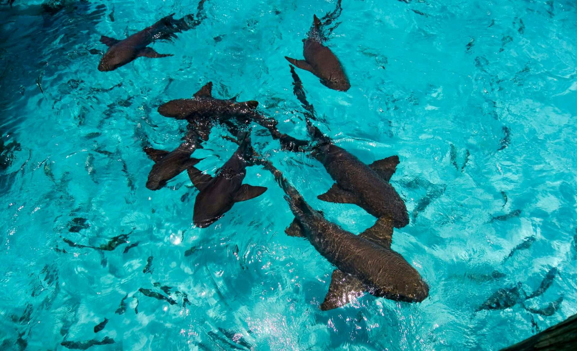 Nurse sharks swimming near the surface at Compass Cay, Bahamas
