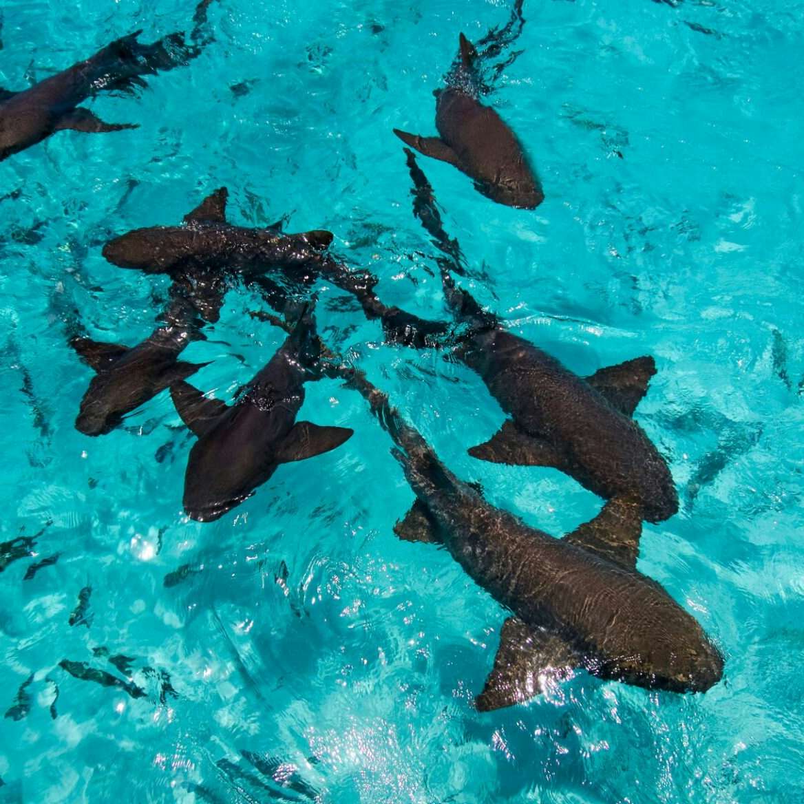 Nurse sharks swimming near the surface at Compass Cay, Bahamas