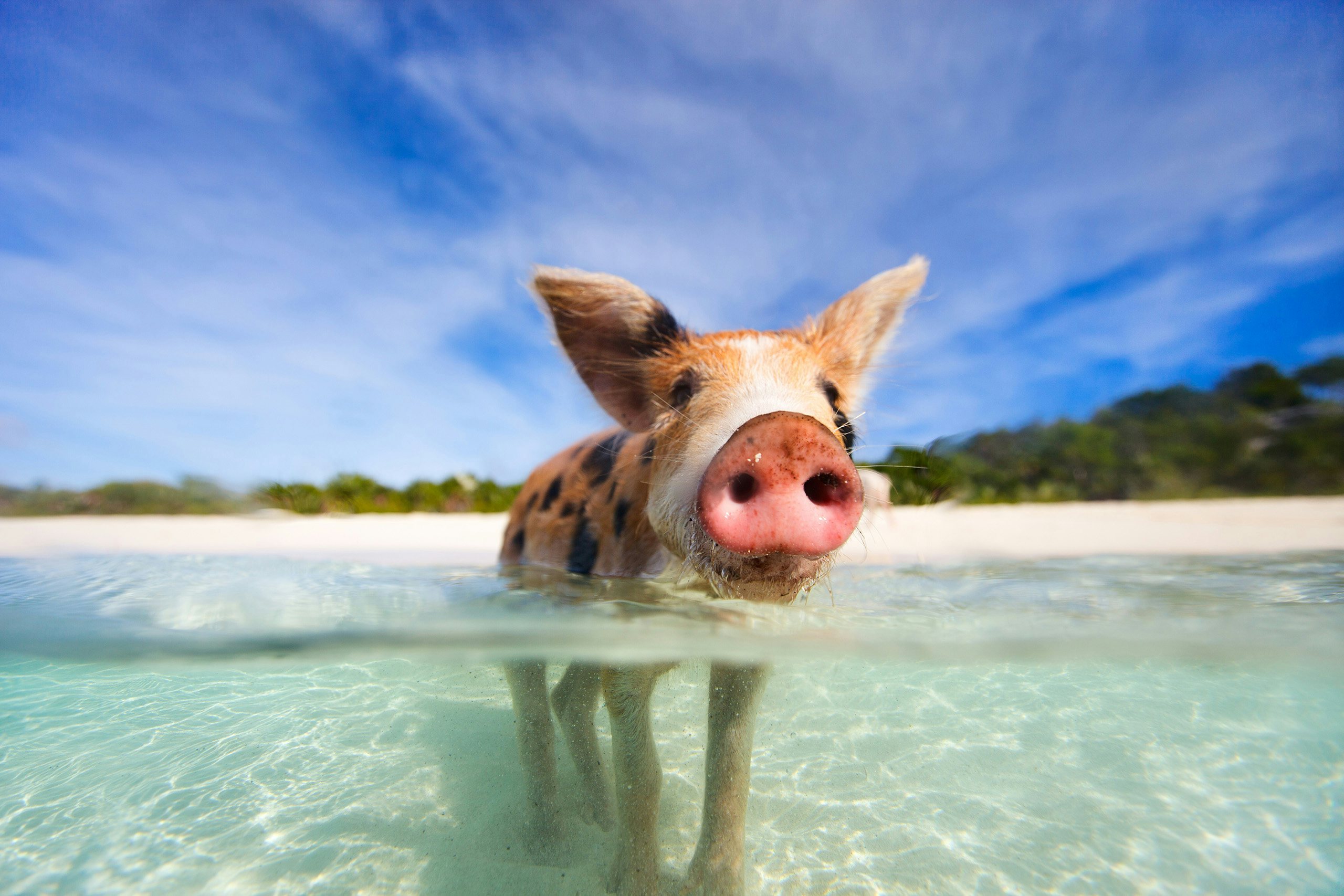 Bahamas Yacht Charter Magic: Swimming Pig Delight in the Exumas A playful swimming pig captured in the crystal-clear waters of the Exumas, Bahamas—a delightful encounter on your Bahamas Yacht Charter.
