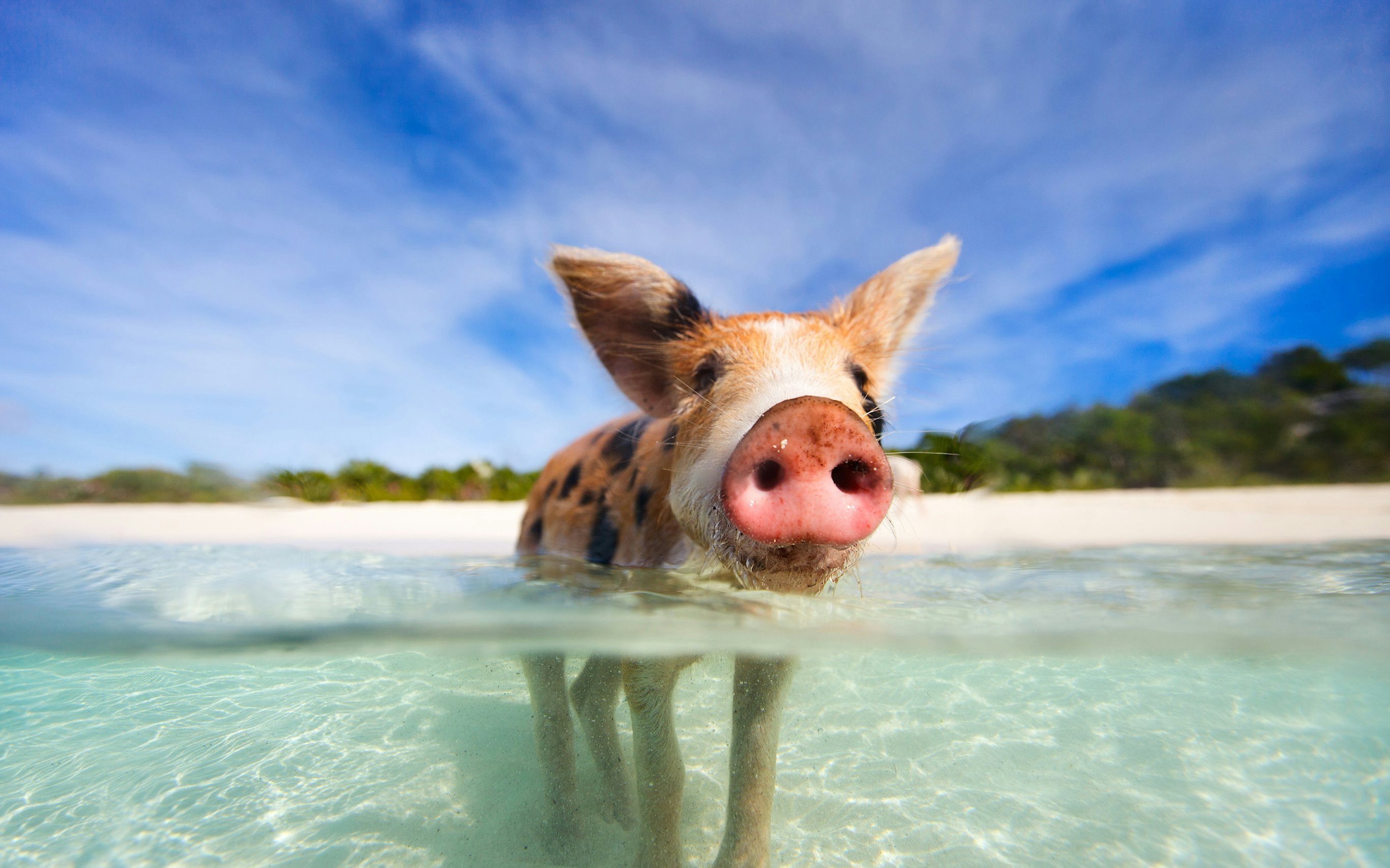 Bahamas Yacht Charter Magic: Swimming Pig Delight in the Exumas A playful swimming pig captured in the crystal-clear waters of the Exumas, Bahamas—a delightful encounter on your Bahamas Yacht Charter.