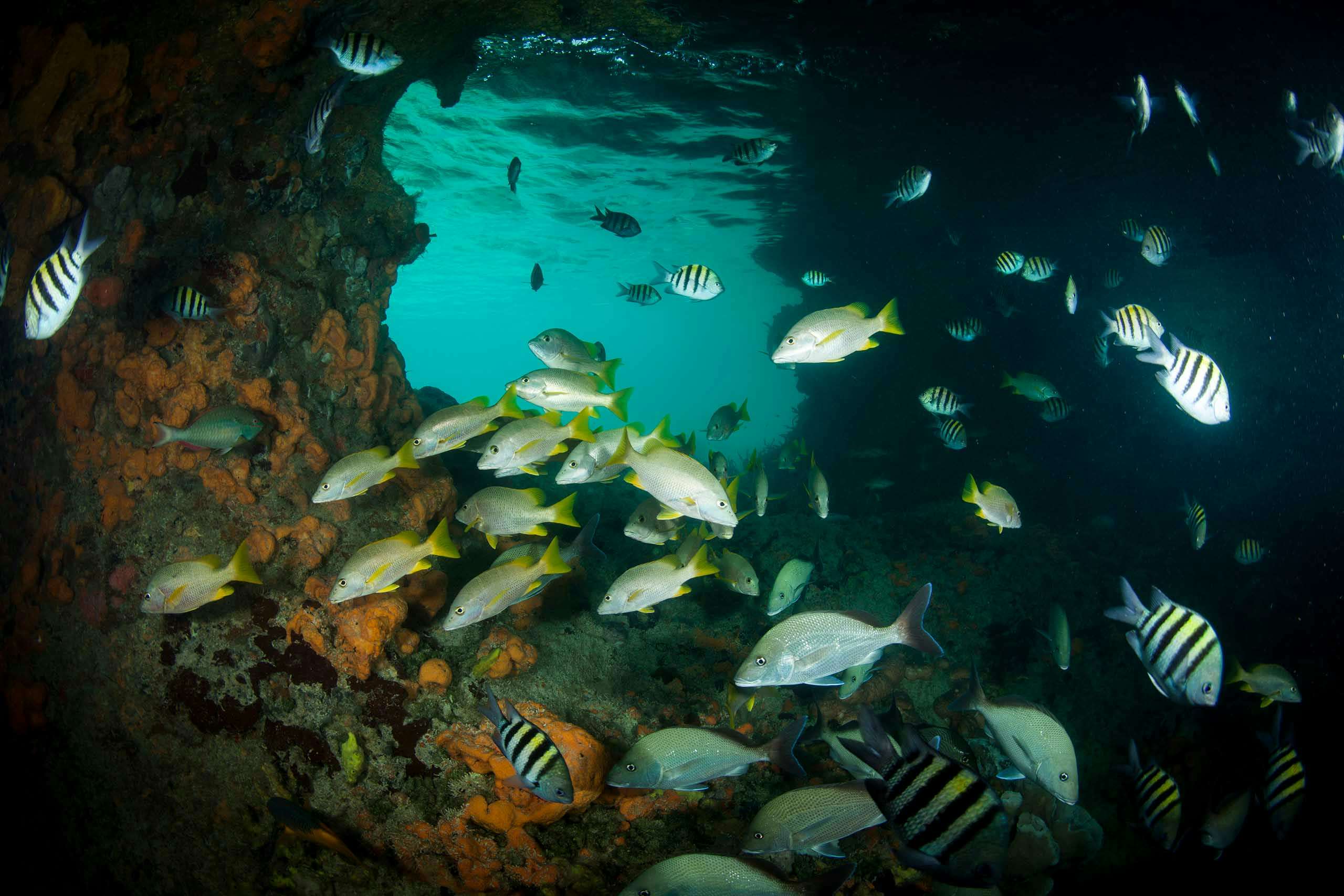 School of fish at Thunderball Grotto Bahamas