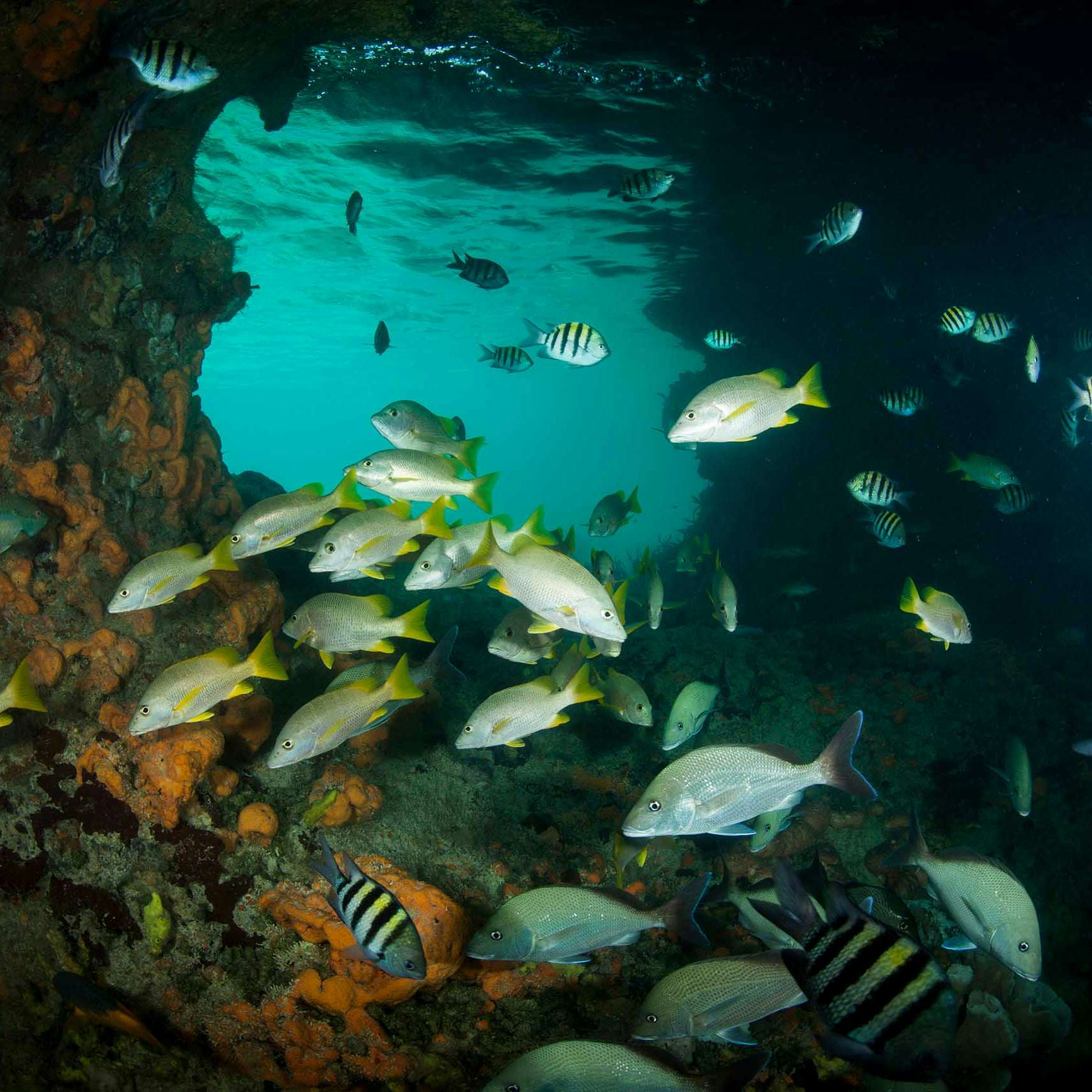 School of fish at Thunderball Grotto Bahamas
