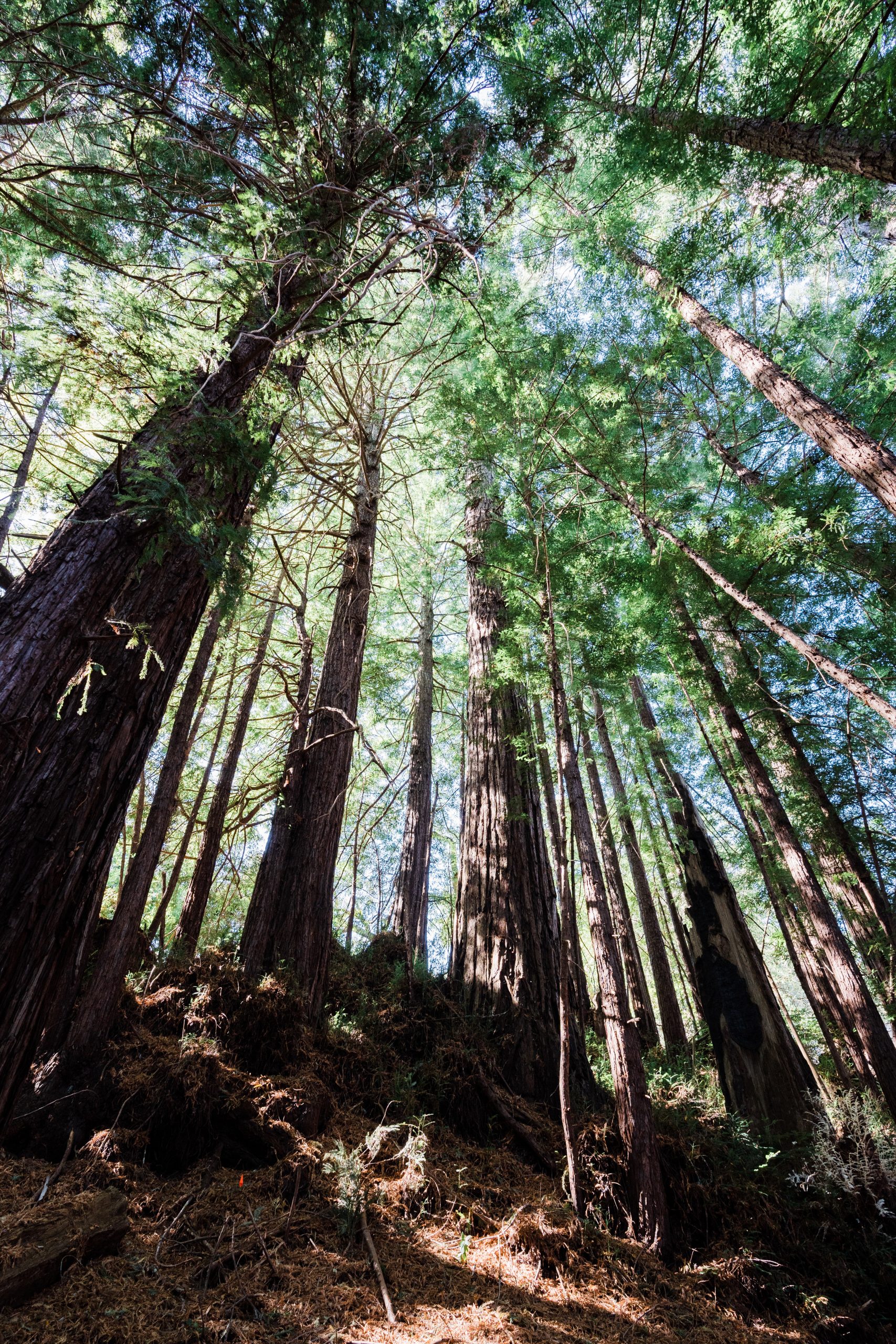 Canyon Ranch Woodside