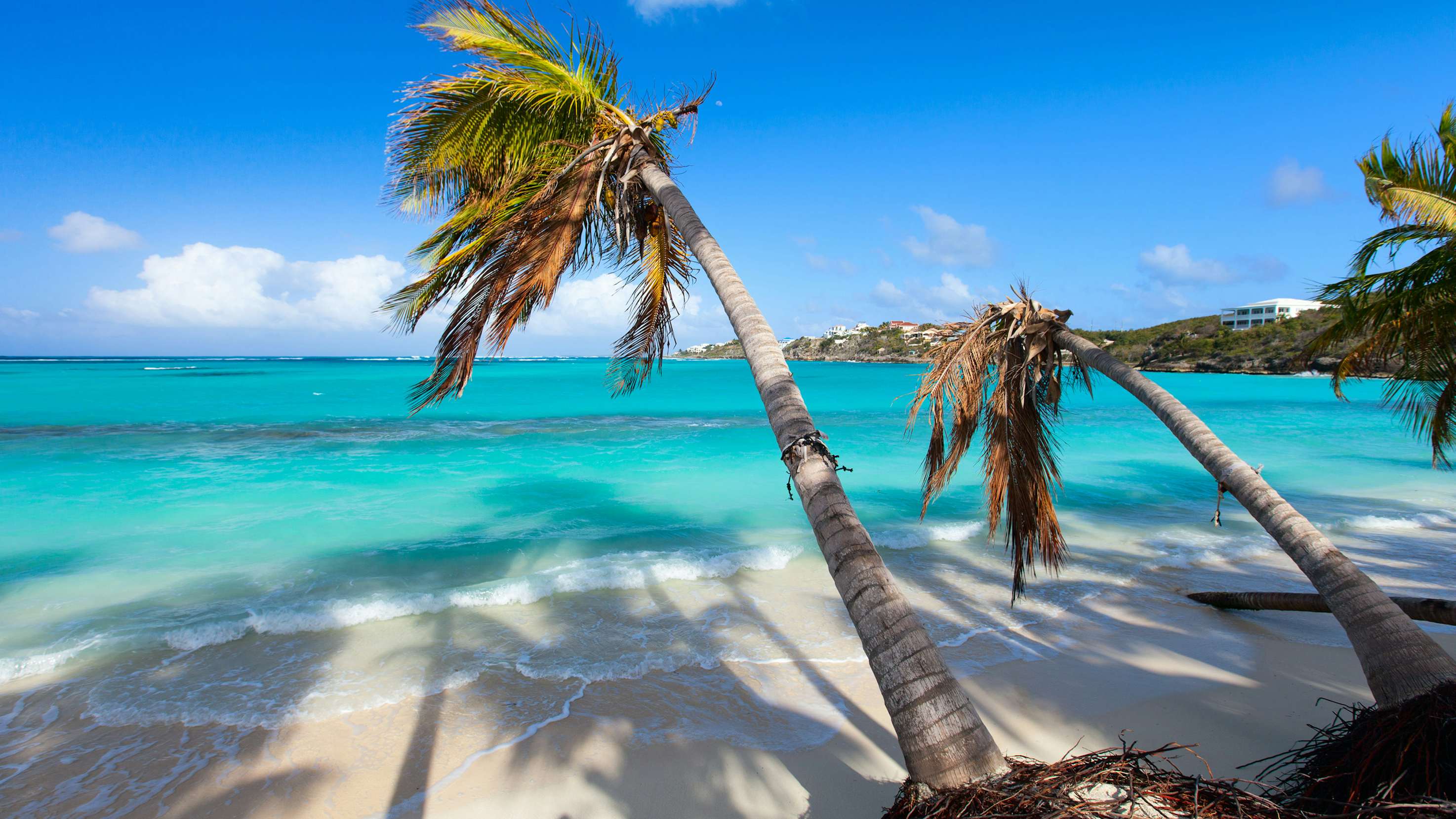 A stunning view of Anguilla in the Caribbean Leeward, with palmtrees, white sandy beach, and inviting blue waters—truly the epitome of the best yacht charter destination.