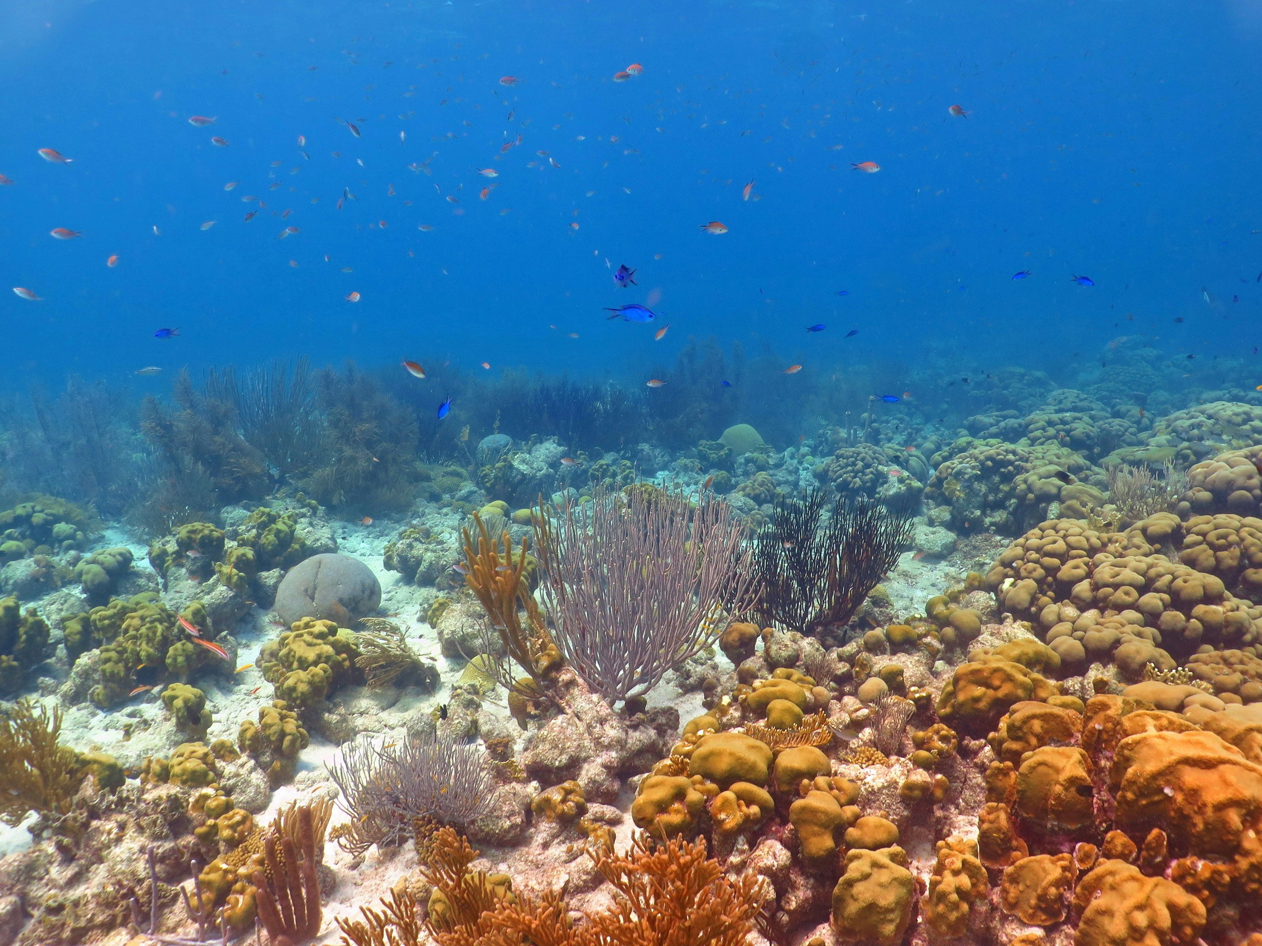 Turks & Caicos  Yacht for Charter - Caribbean_Turks and Caicos_Coral reef Turks & Caicos Yacht for Charter - coral reef under the water v