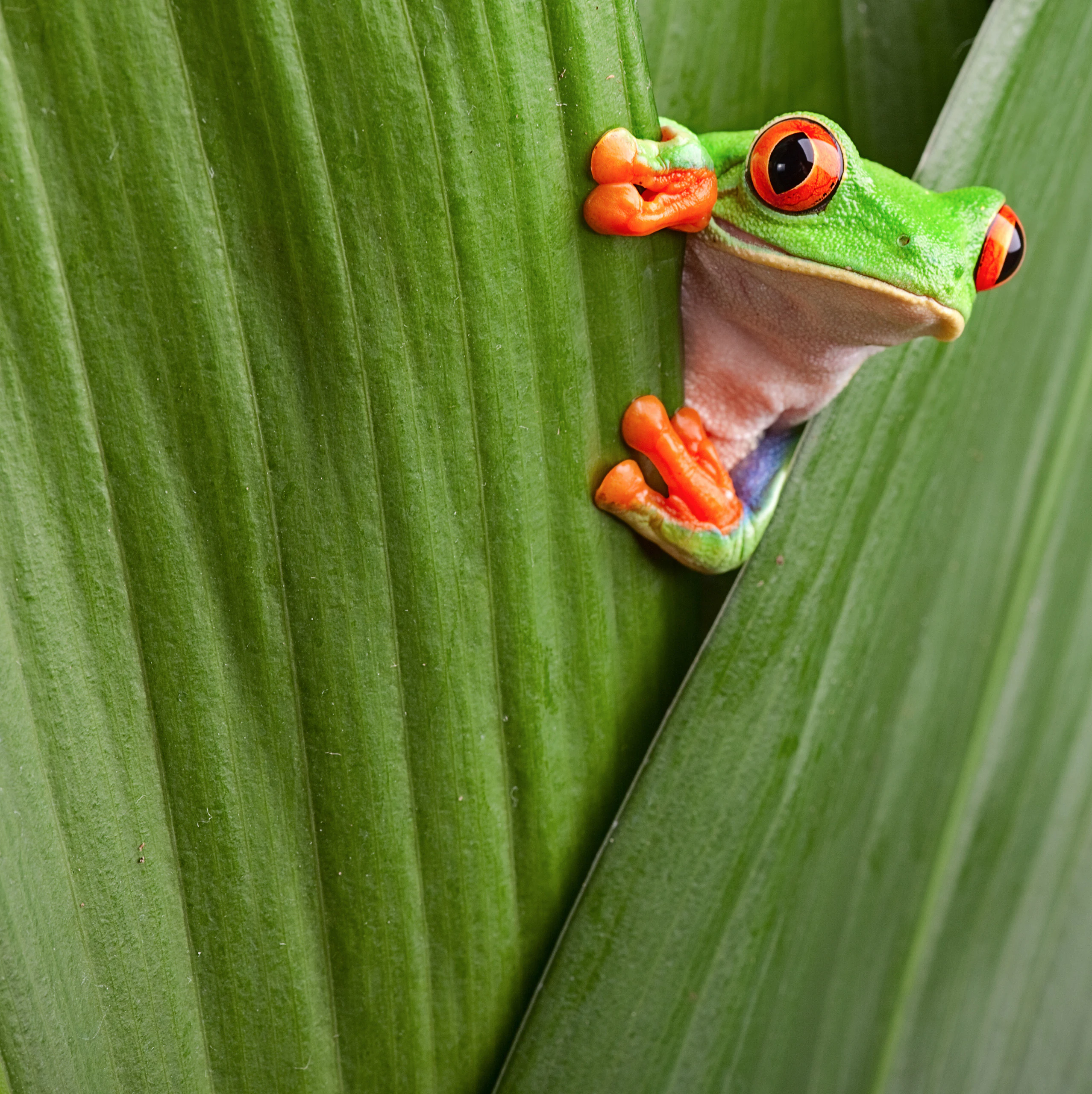 green frog on leaf costa rica