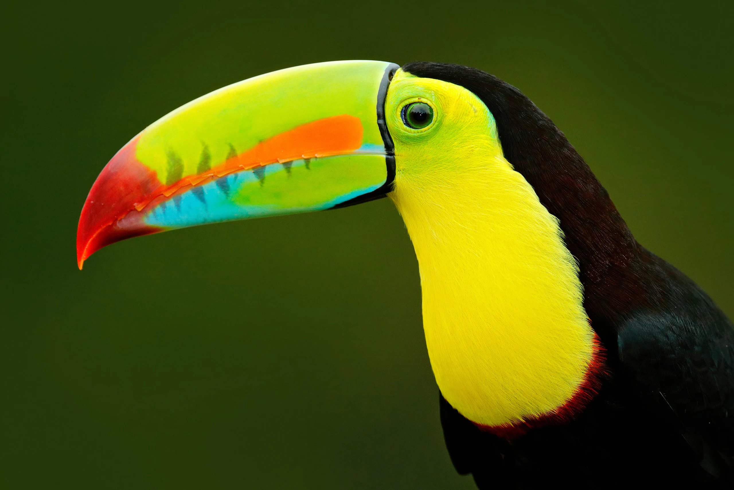Tucan with colorful beak