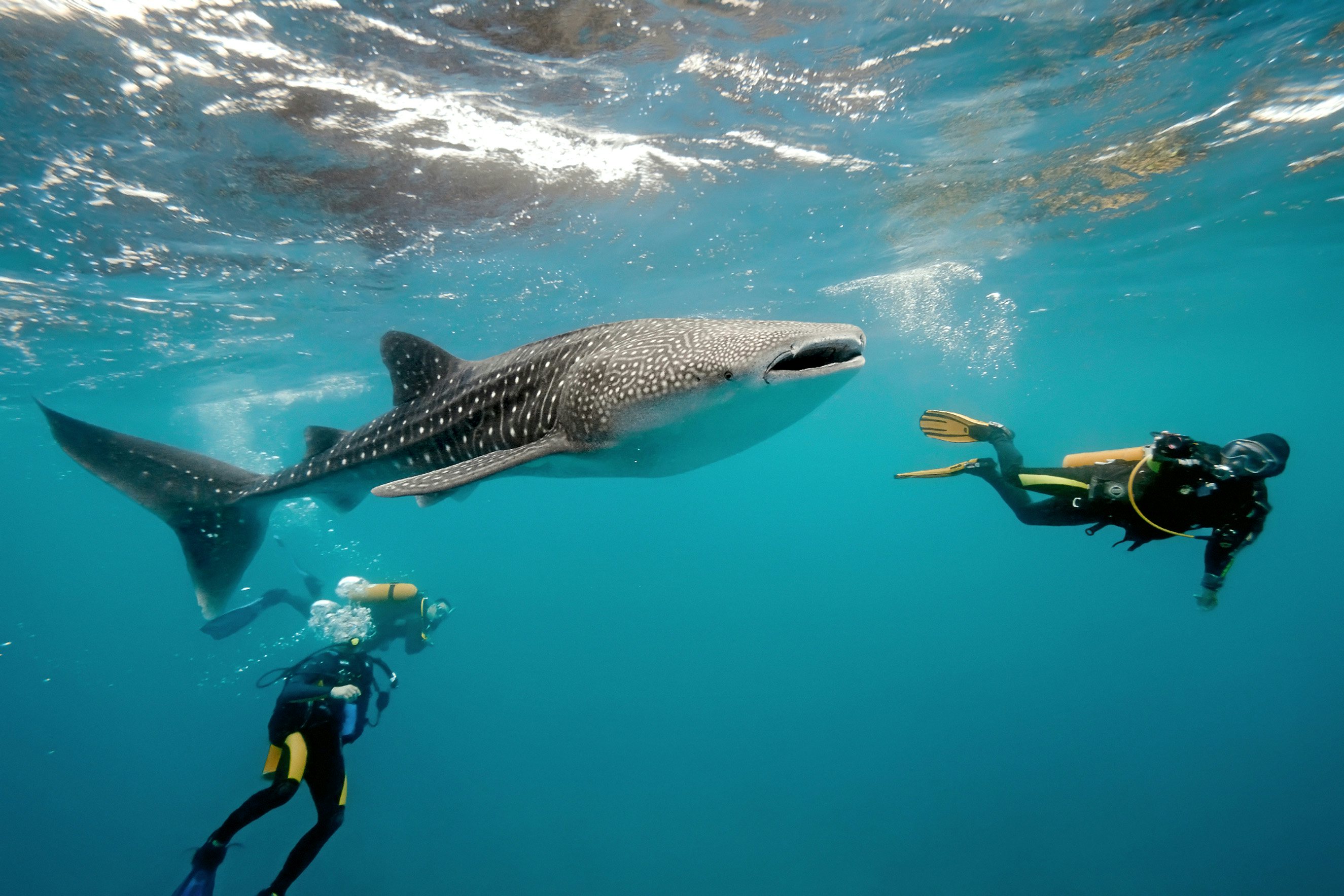 Whale,Shark,And,Underwater,Photographer