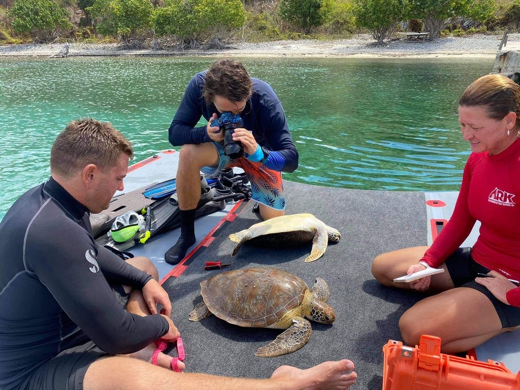 Copy Turtle Tagging_Please credit BVI ARK