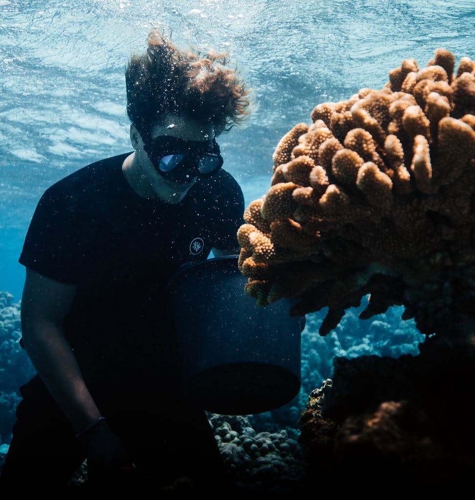 Coral Gardeners coral reefs