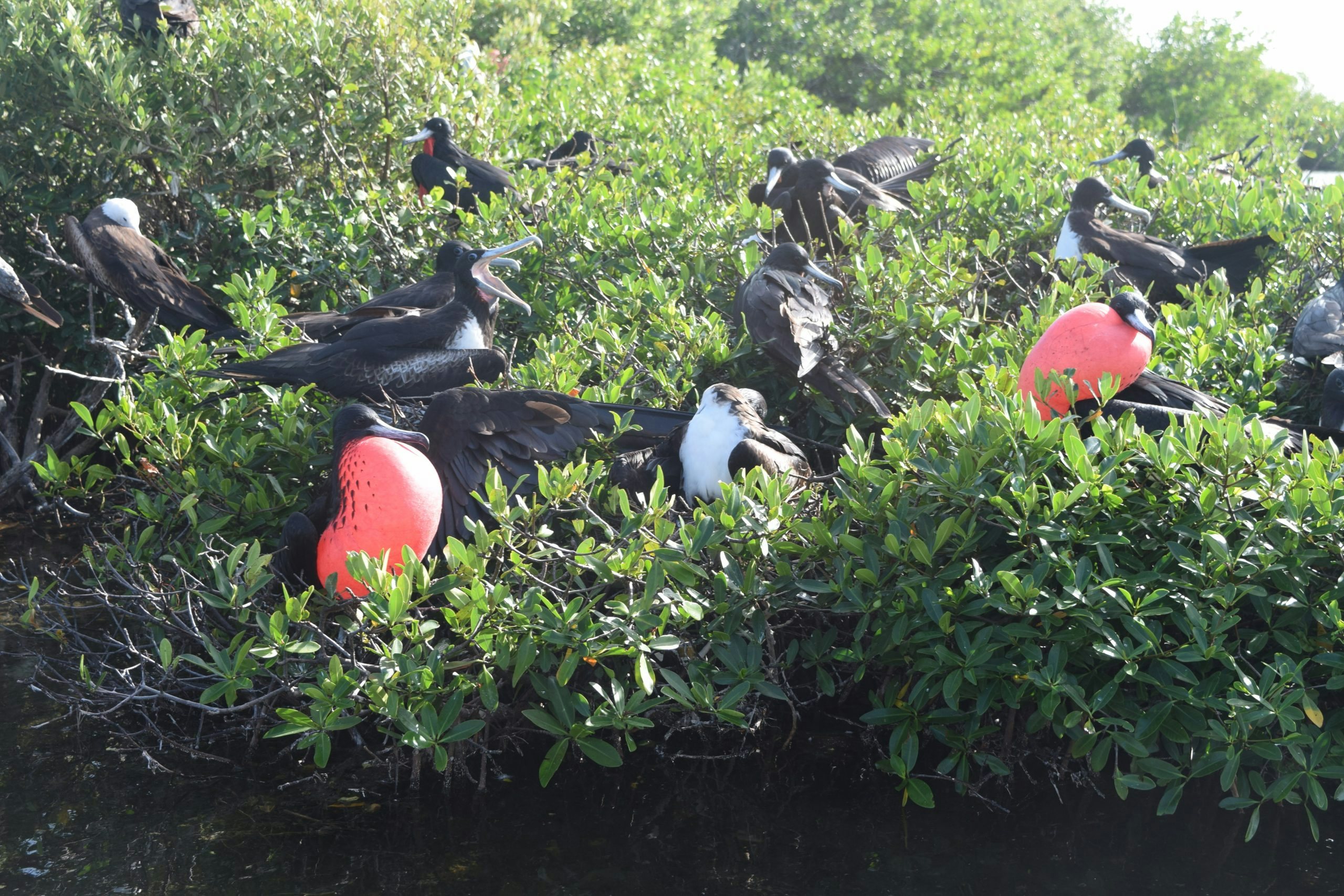 Frigate Bird Sanctuary_ Barbuda