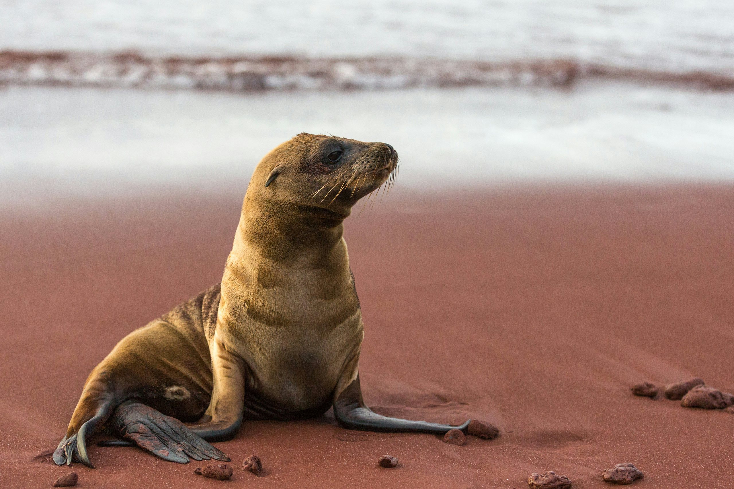 Galapagos Crewed Yacht Charter -Baby seal resting on the beach on Rabida Island, Galapagos