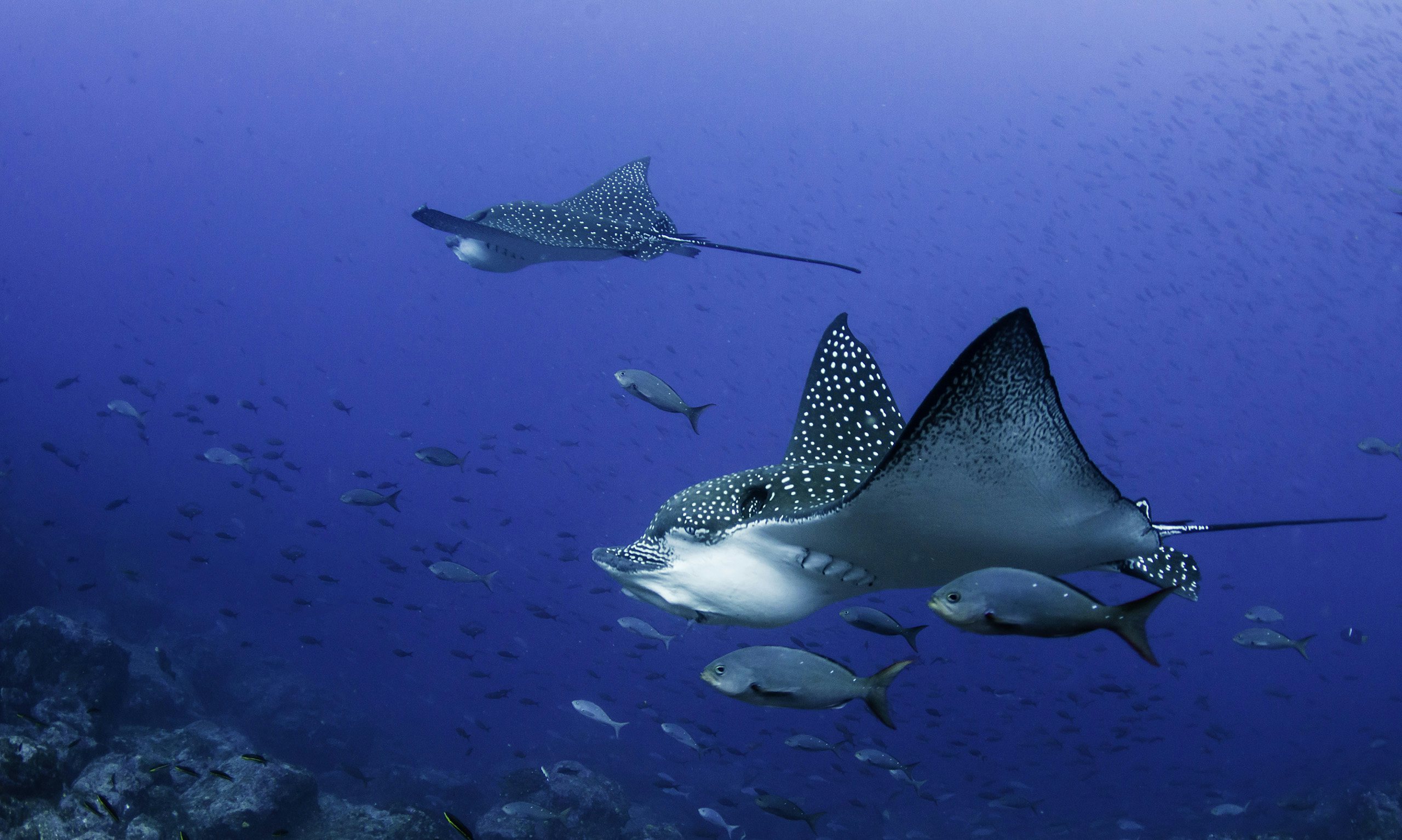 Galapagos Charter Yacht - Eagle Rays and fish swimming in the Galapagos