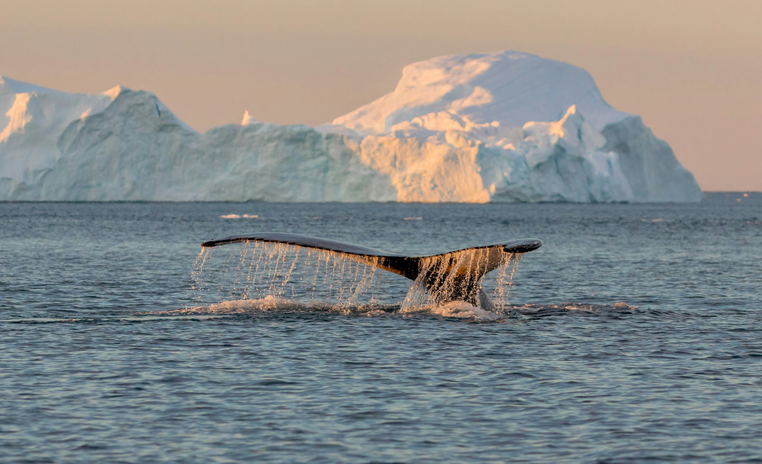 The tail fluke of a whale emerges from the sea with a large iceberg in the background under the golden light of the polar sun, showcasing Greenland's wildlife and icy landscape.