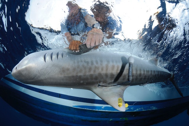 Shark Tagging