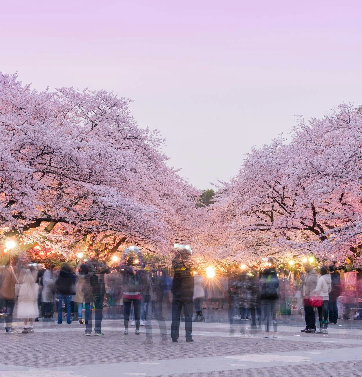 Trees pink color Japan with people