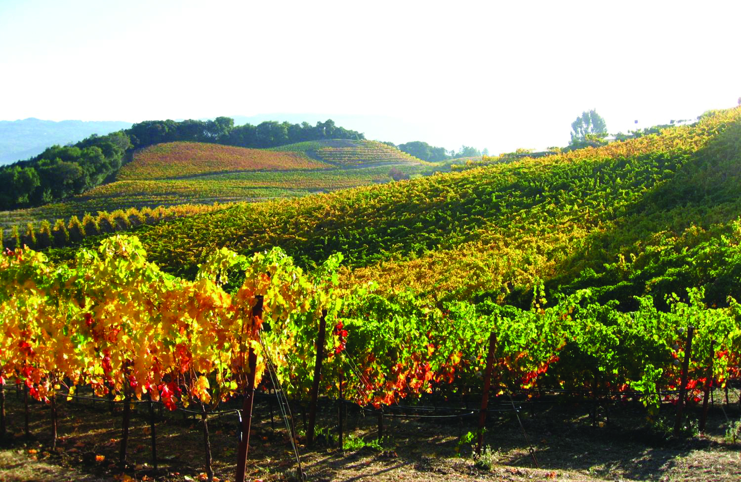 The vineyards of Benziger