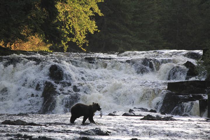 Bear in a stream in Alaska