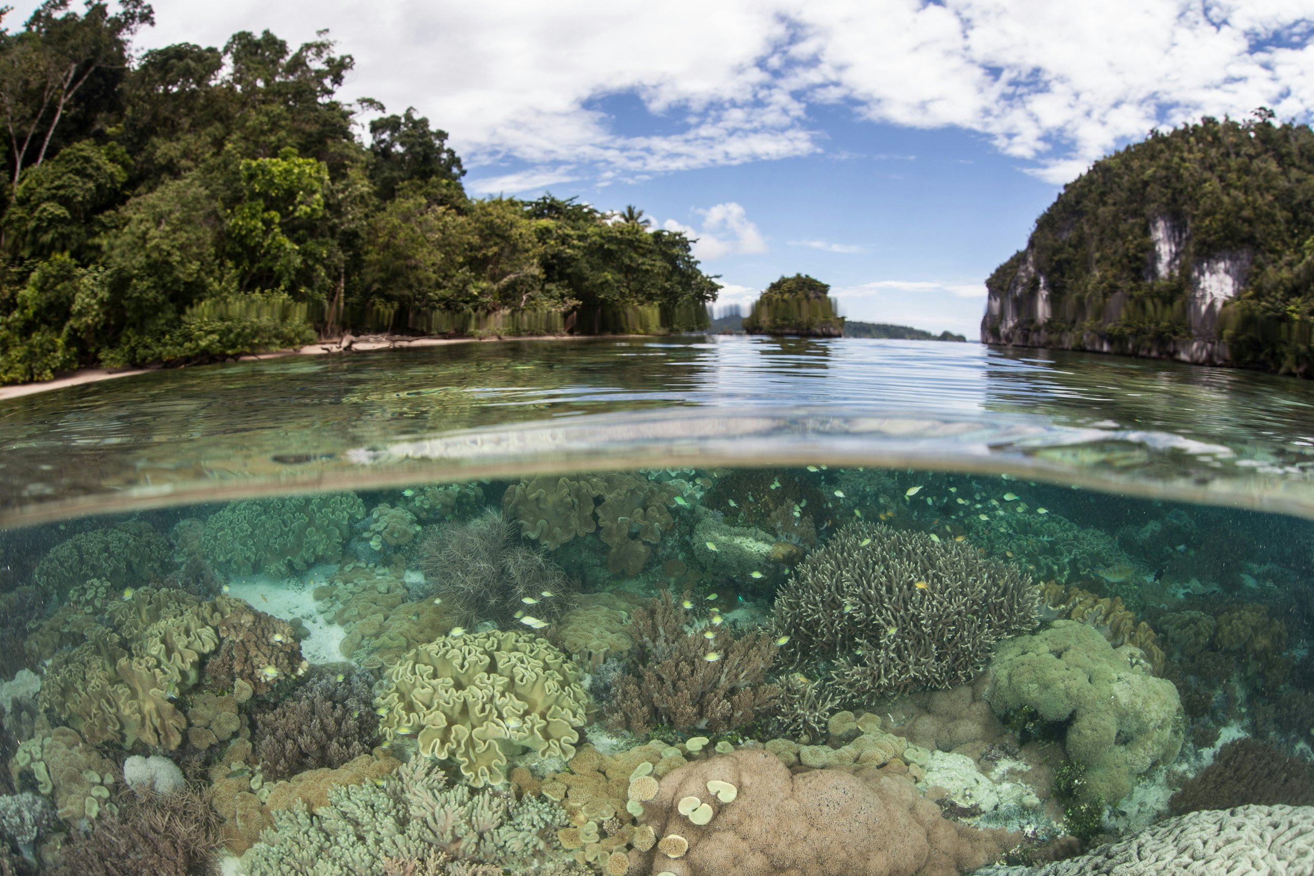 Yacht Charter Indonesia - A,Healthy,Coral,Reef,Grows,Near,Limestone,Islands,In,Alyui Yacht Charter Indonesia - A healthy coral reef grows near limestone islands in Alyui Bay, Raja Ampat, Indonesia. This beautiful bay lies just south of the equator and is home to a wide set of tropical marine life.