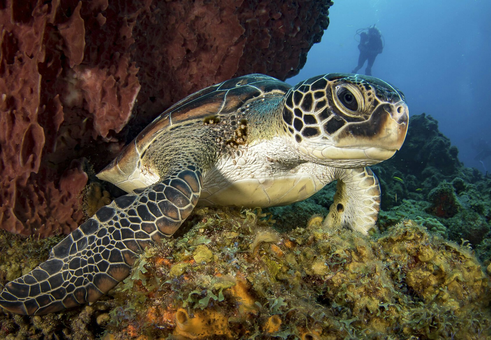 Hawksbill sea turtle on a coral reef with a scuba diver watching from afar