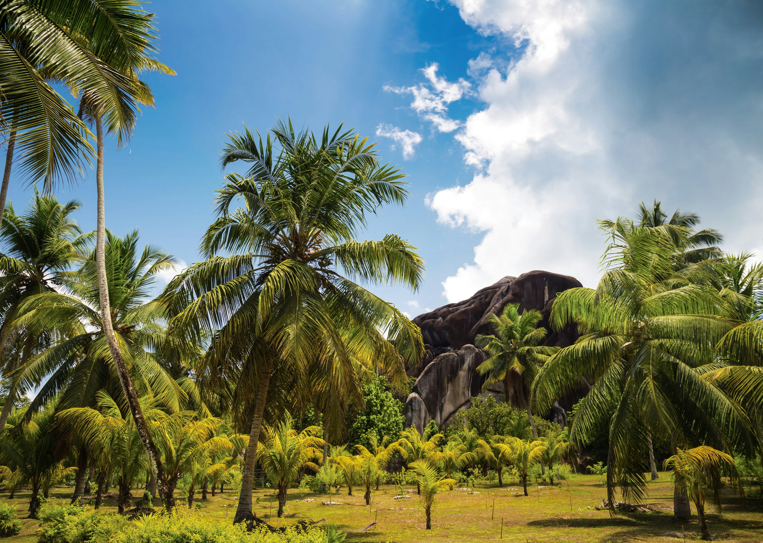 Seychelle Luxury Yacht Charter - Palm Grove In Coconut Plantation L'union Estate On La Digue Seychelle Luxury Yacht Charter - Palm Grove In Coconut Plantation L'union Estate On La Digue