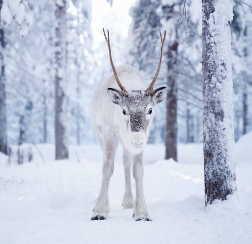 Reindeer in the snowy forest by Octola, Lapland