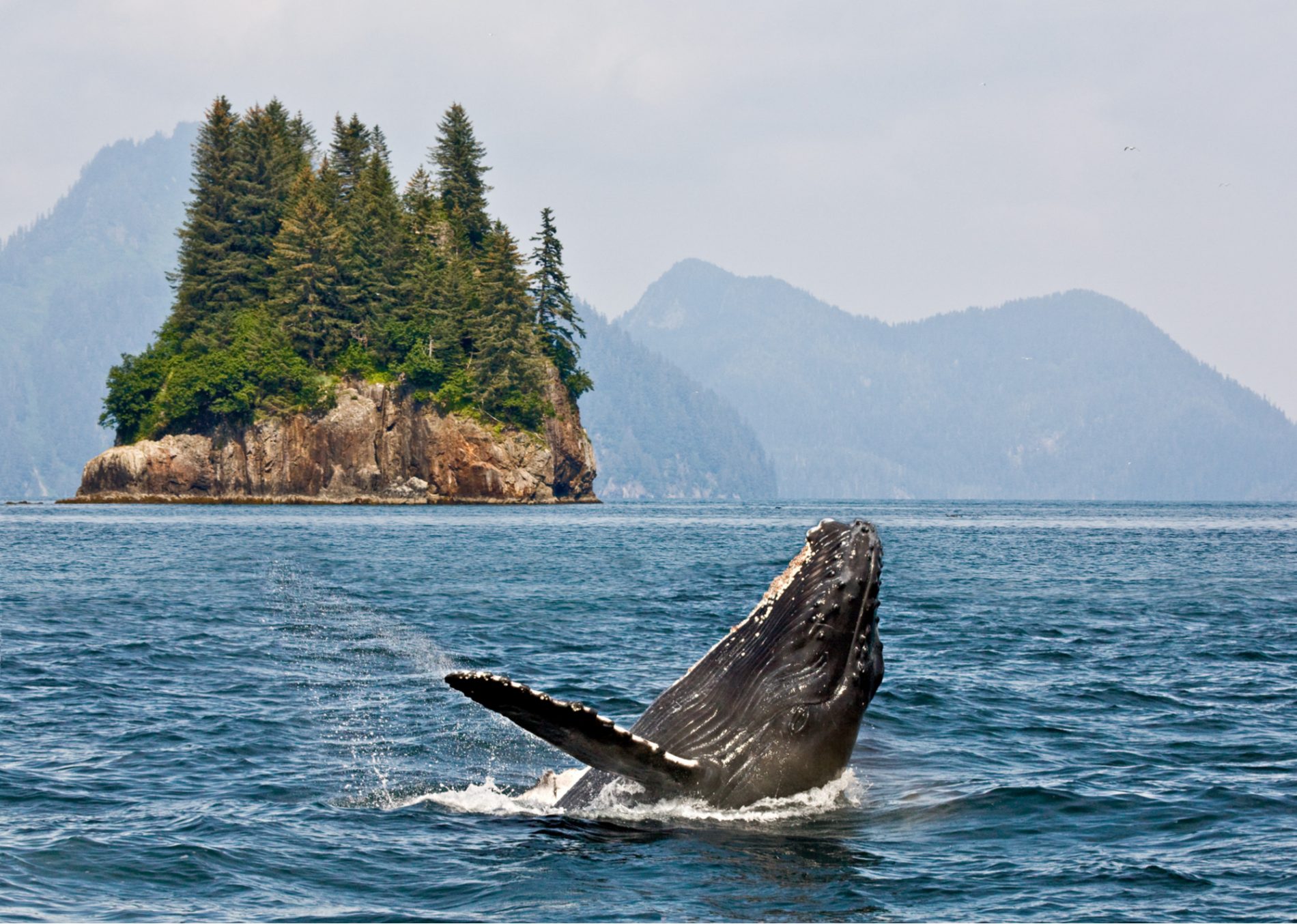 humpback whale breaching near private Alaska yacht charter