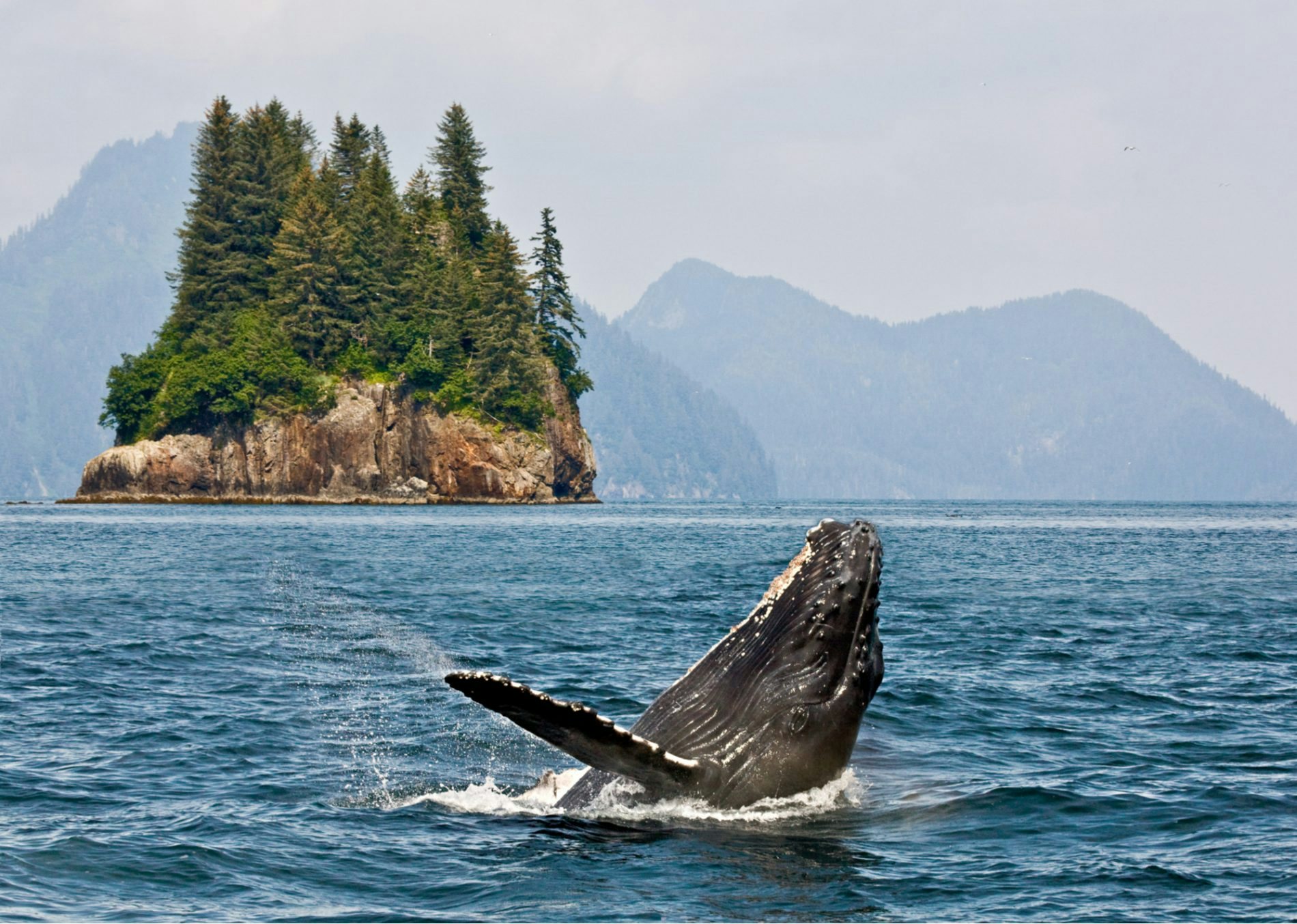 humpback whale breaching near private Alaska yacht charter