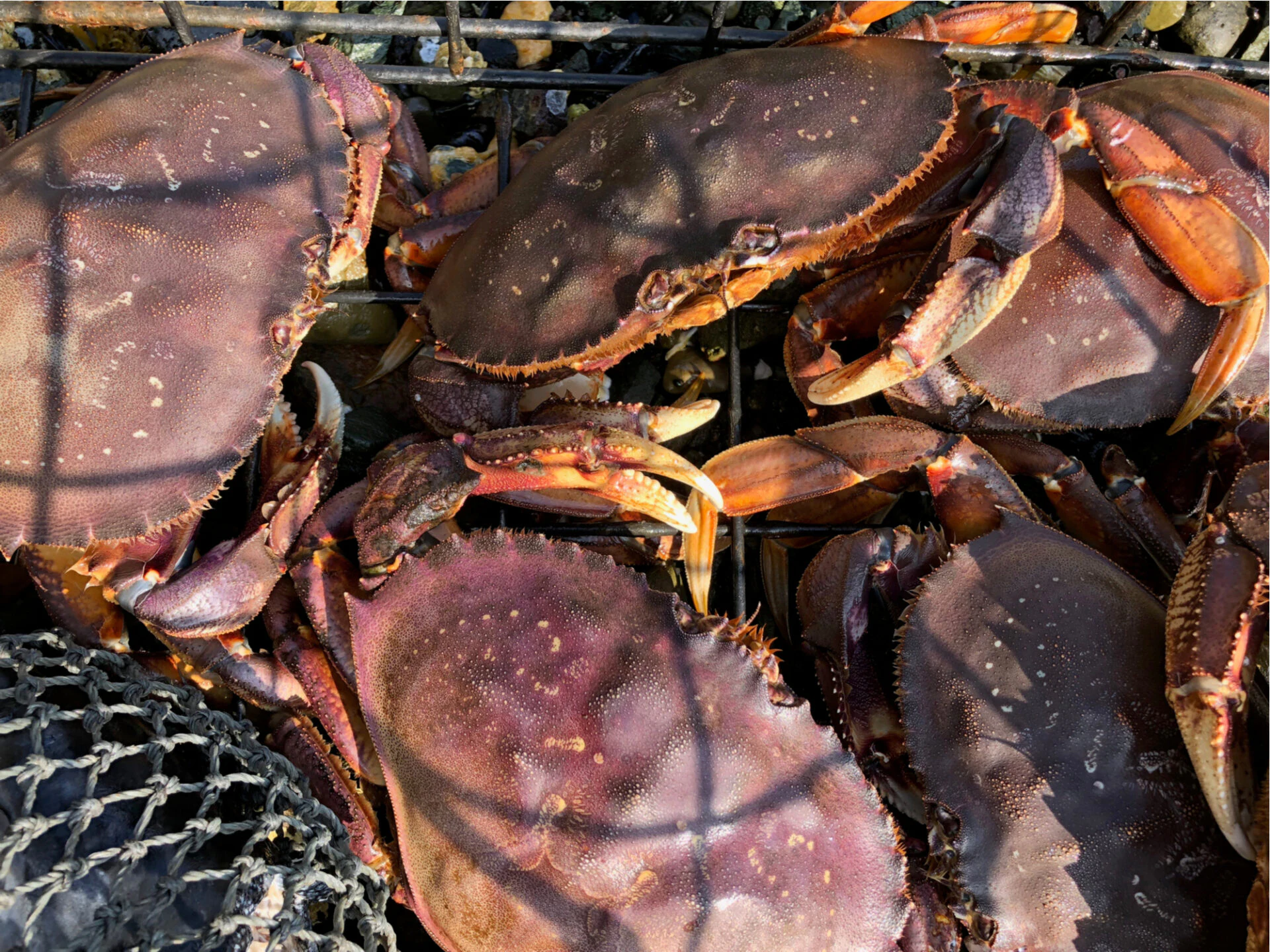 Alaskan Crab
