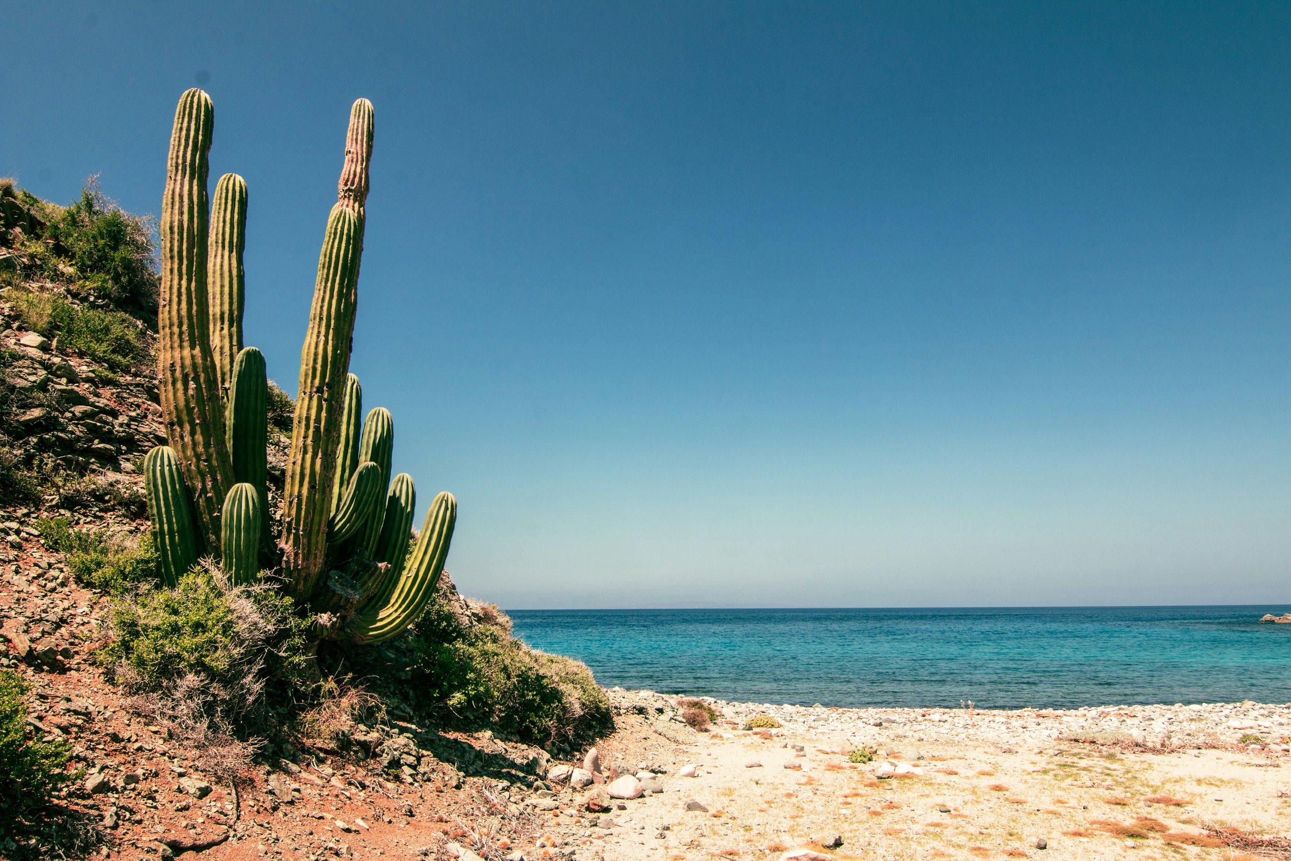 Western Mexico Luxury Yacht Charter - Isla Santa Catalina, Baja California Sur, Mexico, cactus on the beach with white sand and blue waters