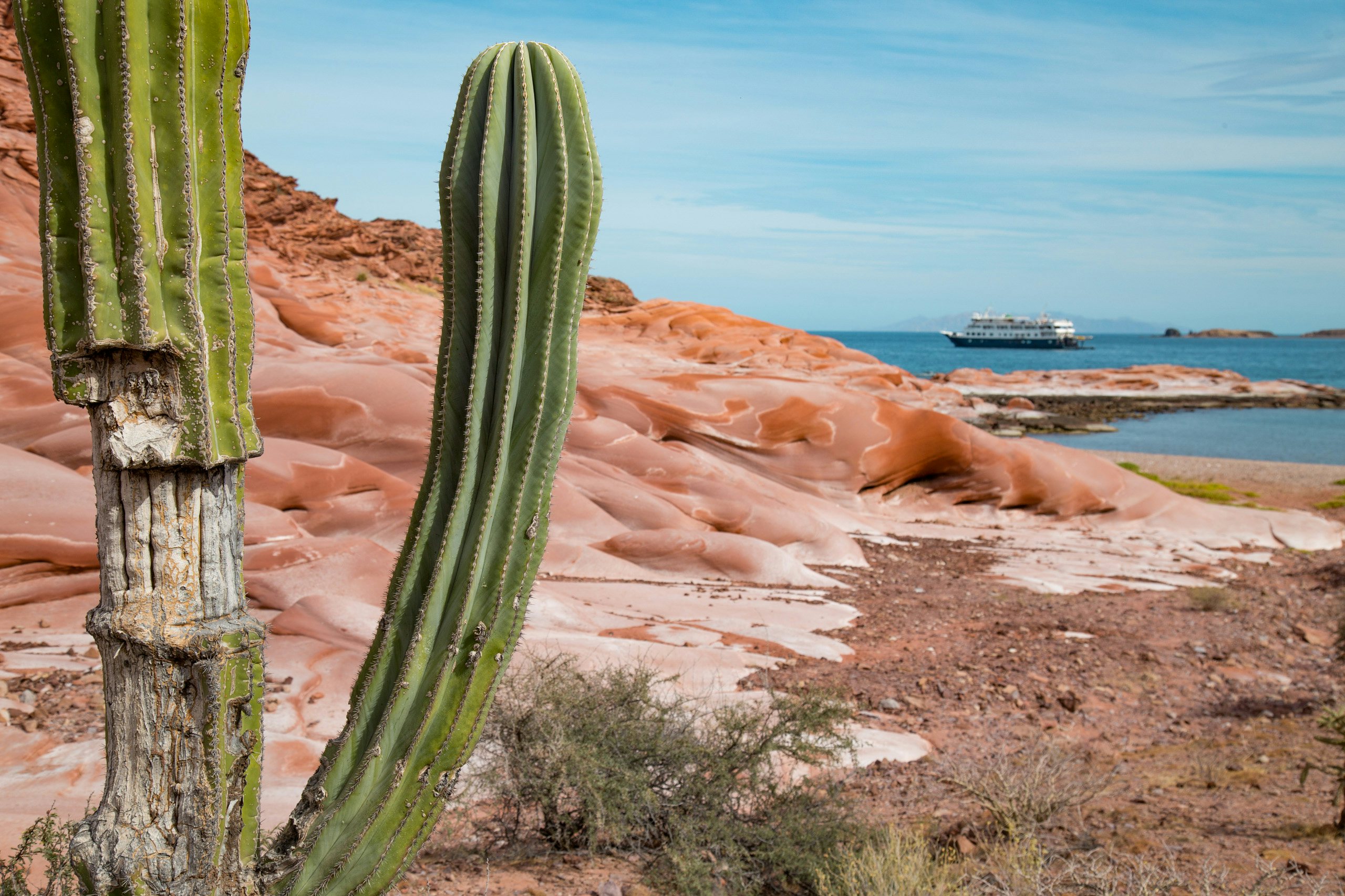 Western Mexico Charter Yacht -Cacti in Baja/Cardon Cactus in Puerto los Gatos, Baja California Sur, close up photo