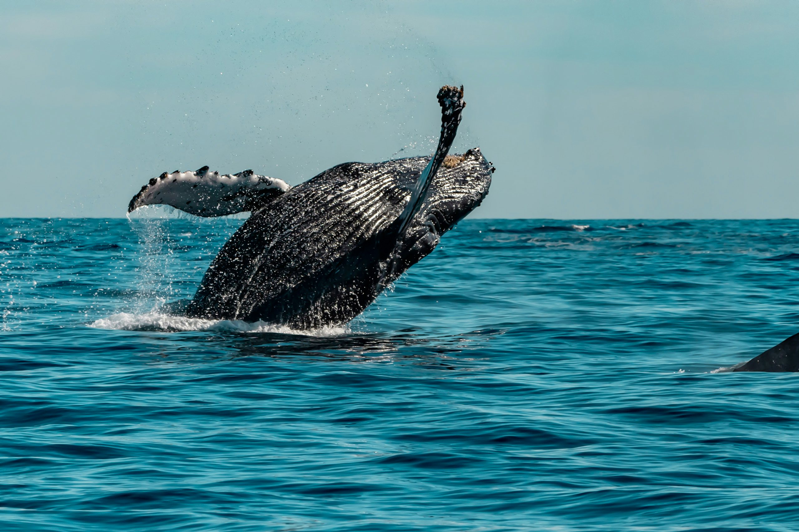 San Ignacio Lagoon Mexico Crewed Yacht Charter humpback whale breaching on pacific ocean background
