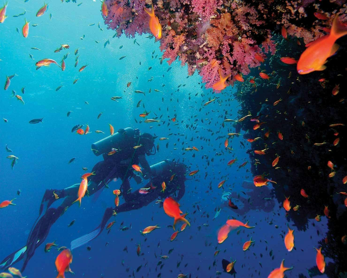 Divers on a vibrant coral reef