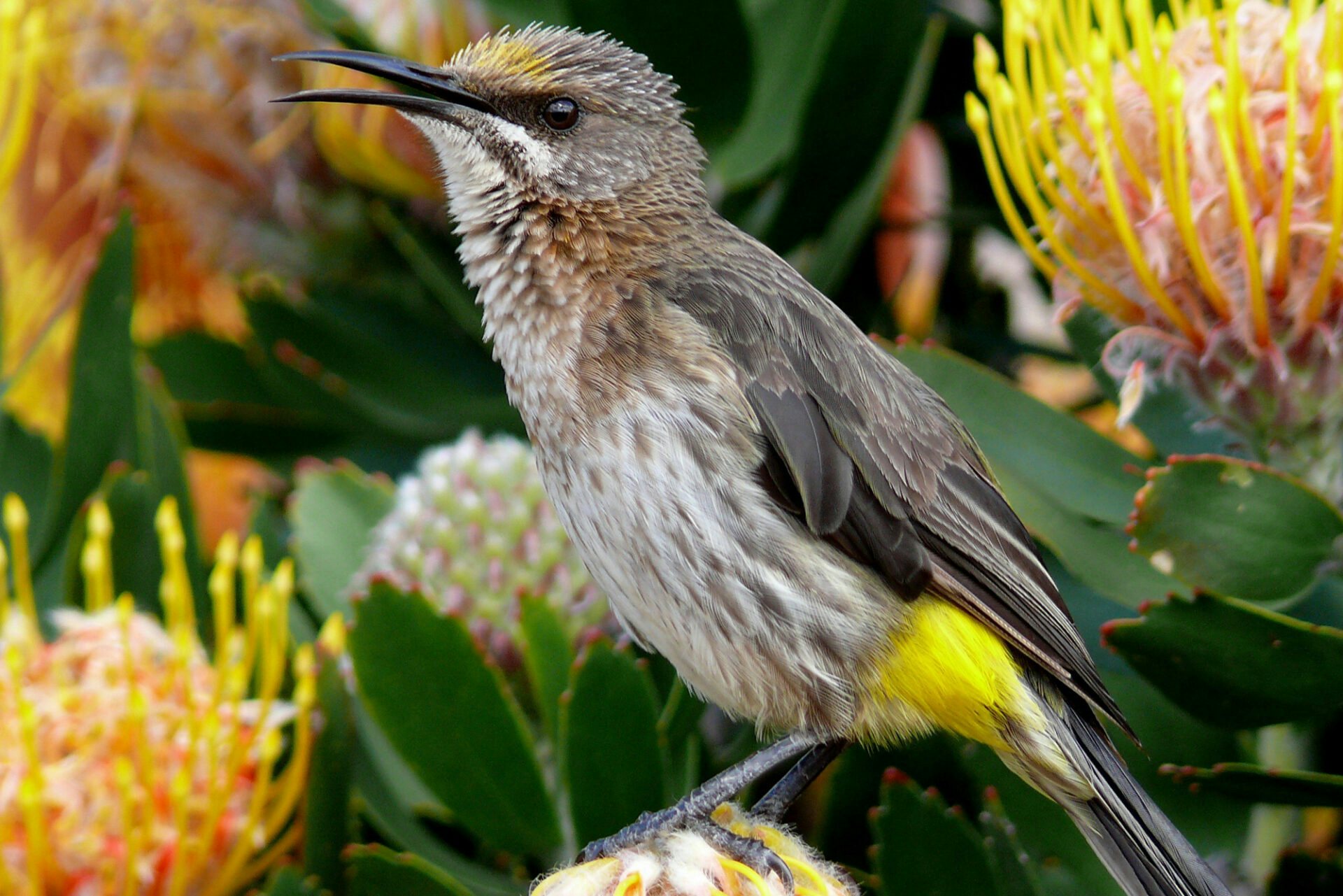 Grootbos Private Nature Reserve Bird