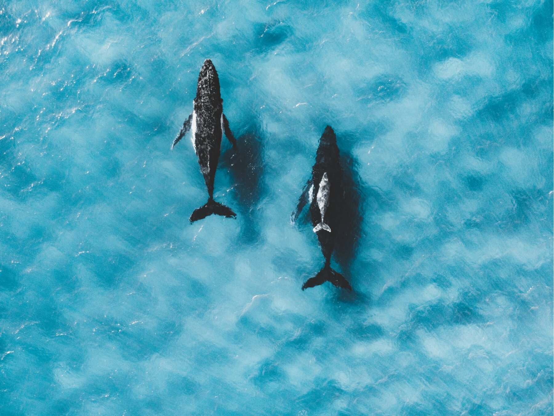 Ocean Sustainability Humback Whales Aerial
