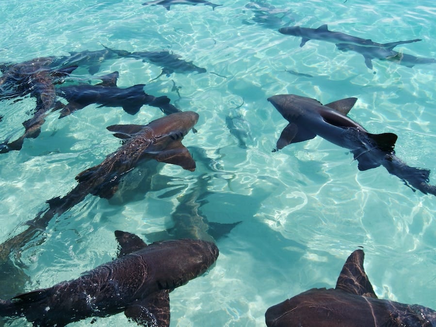 Nurse and Reef Sharks