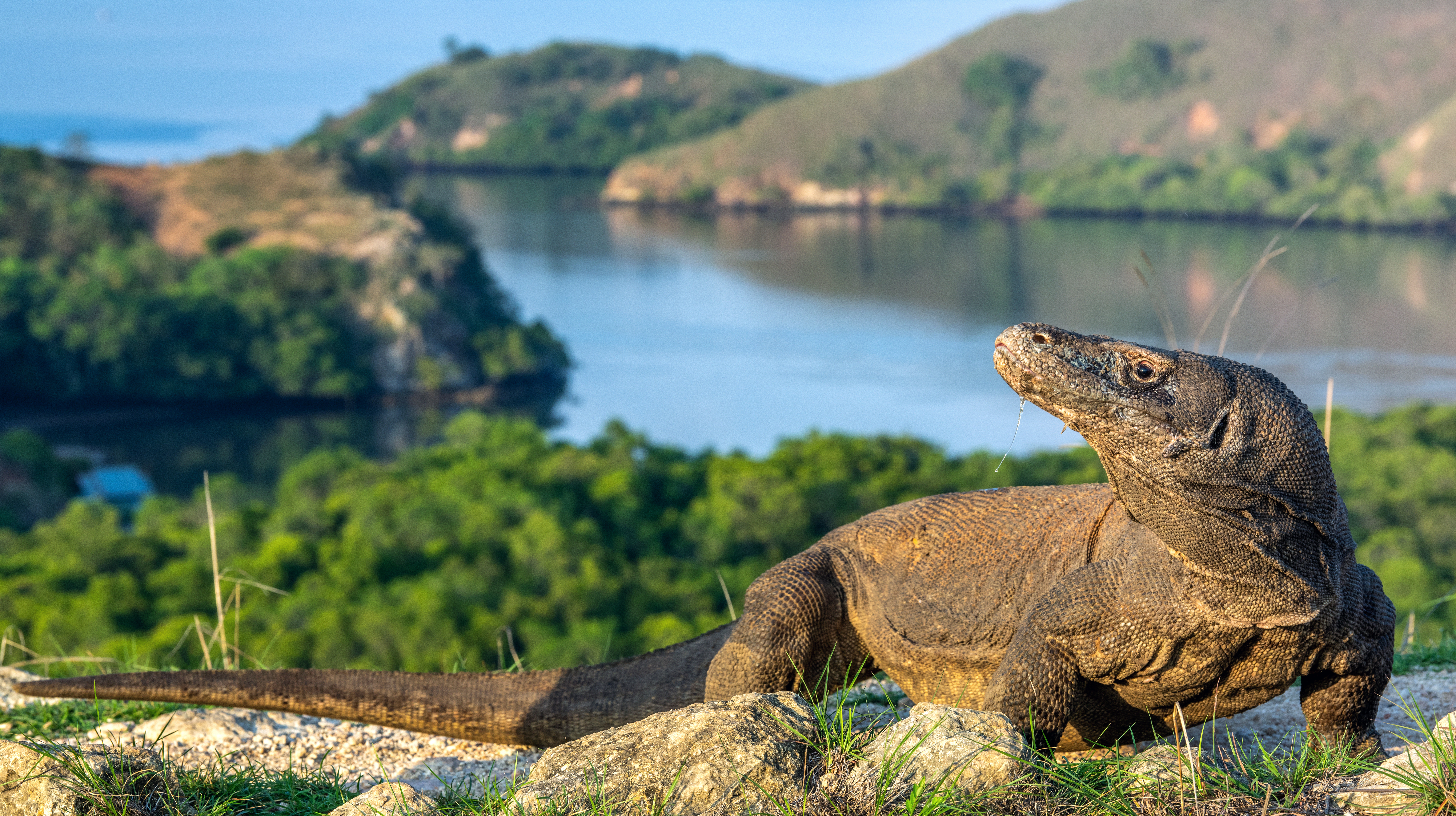 The image shows a Komodo dragon resting on a rocky outcrop. The dragon has a long tail, thick legs, and a rough, scaly hide. It is looking to the right. In the background, there is a body of water surrounded by green hills and vegetation. The sky is bright, suggesting it is daytime. The overall scene depicts a wild Komodo dragon in its natural habitat.