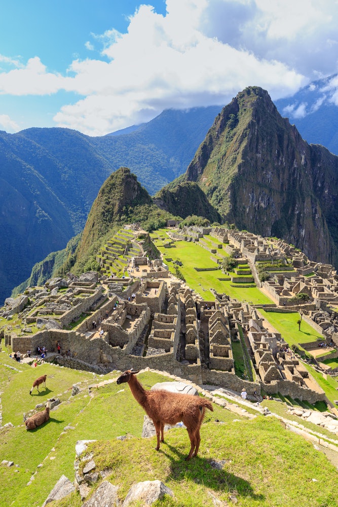Alpaca in the Machu Picchu