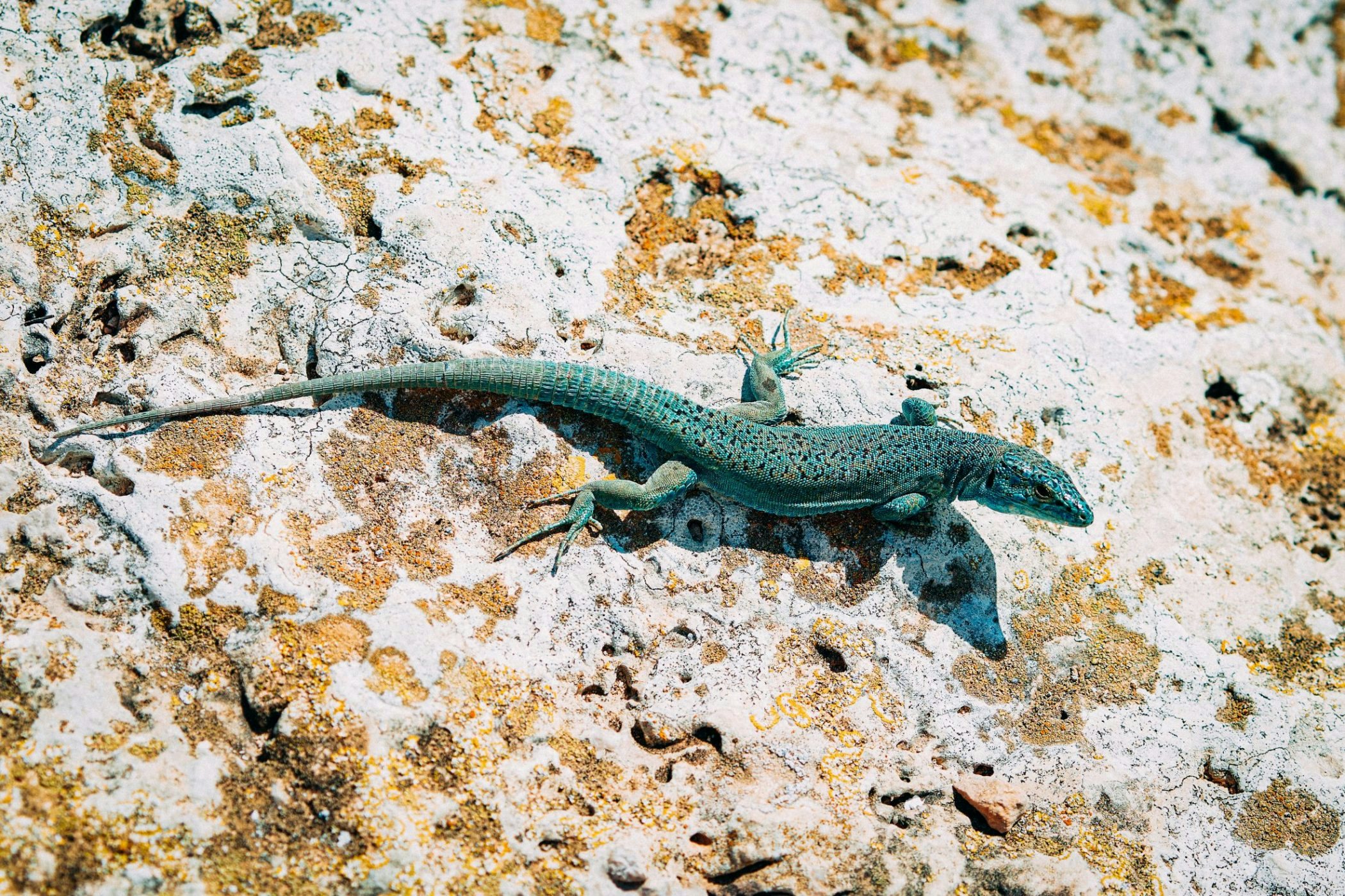 Lizard,Lying,On,The,Rock,In,Formentera