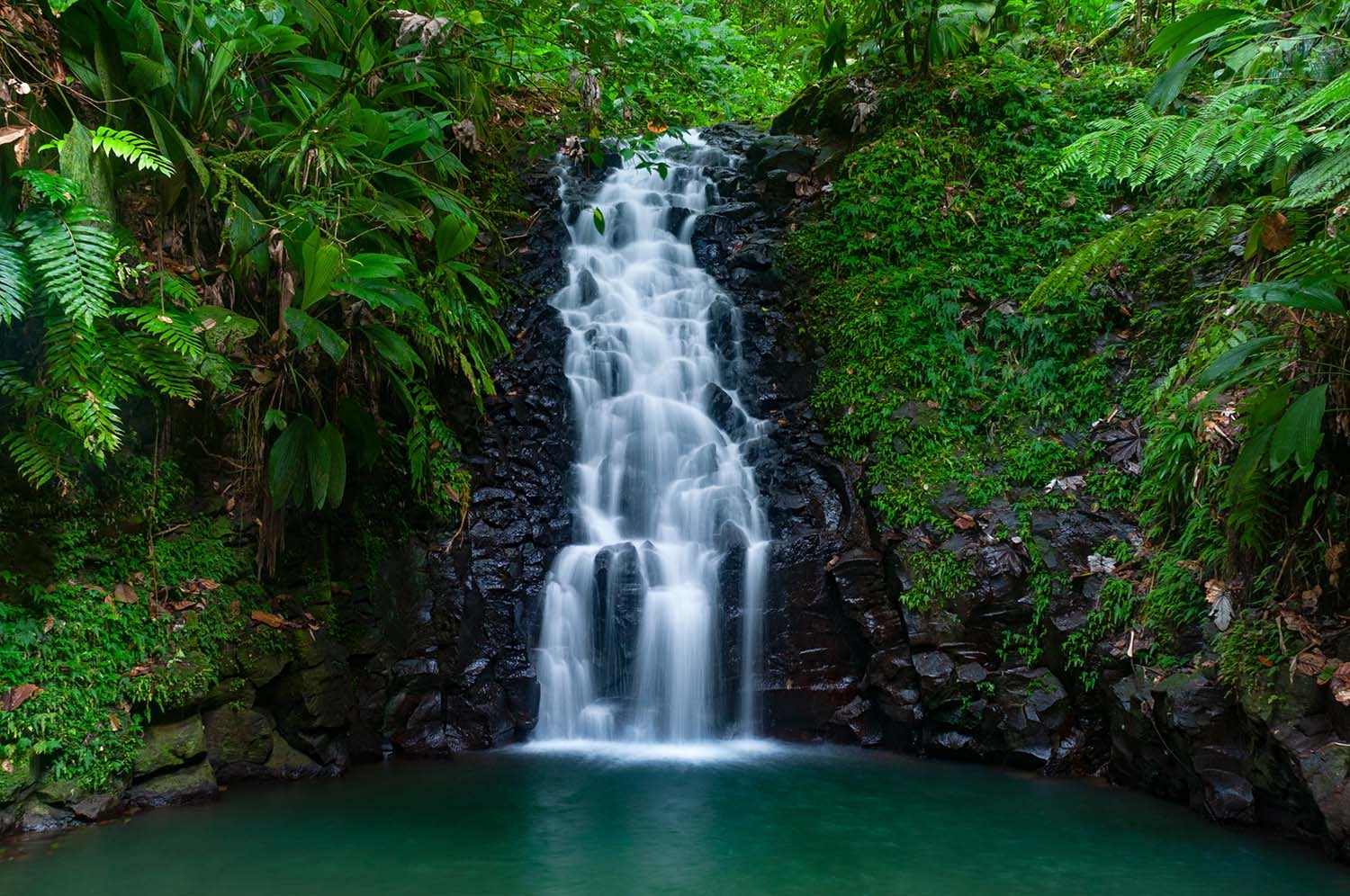 Lush forested greenery in Guadeloupe, large cascading waterfall