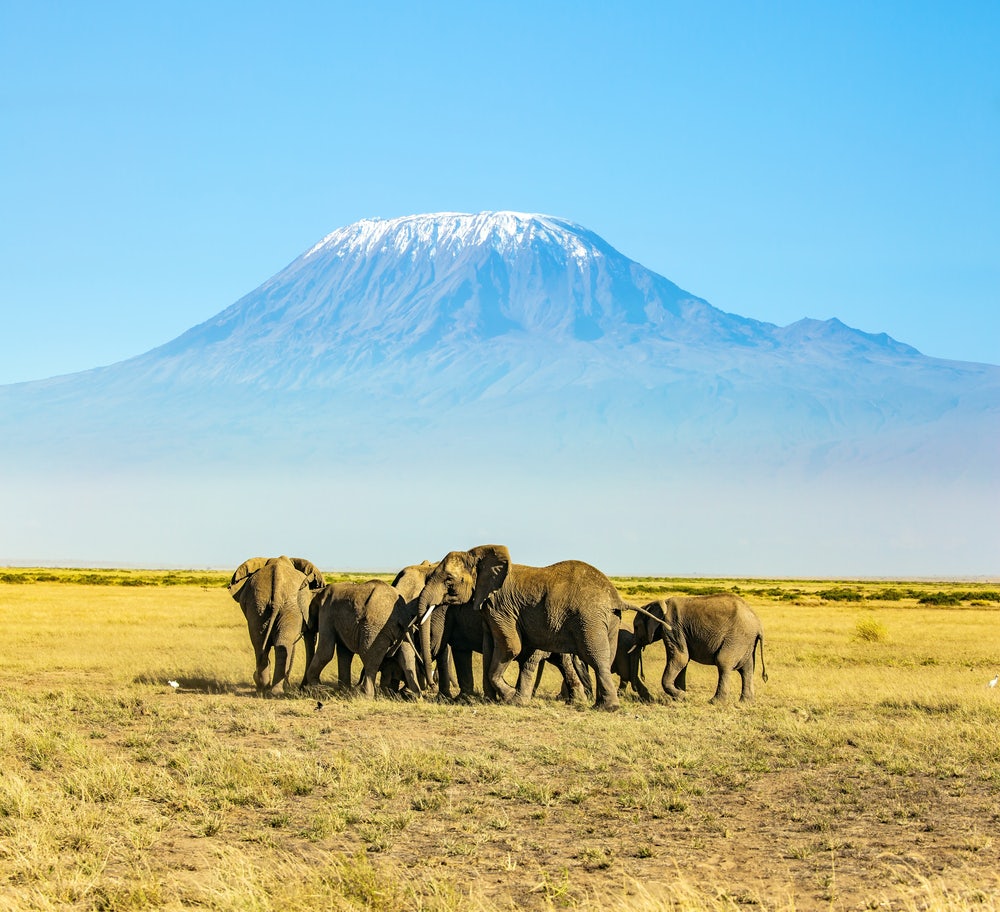 Elephants gathering in front of Mt. Kilimanjaro at Serengeti National Park